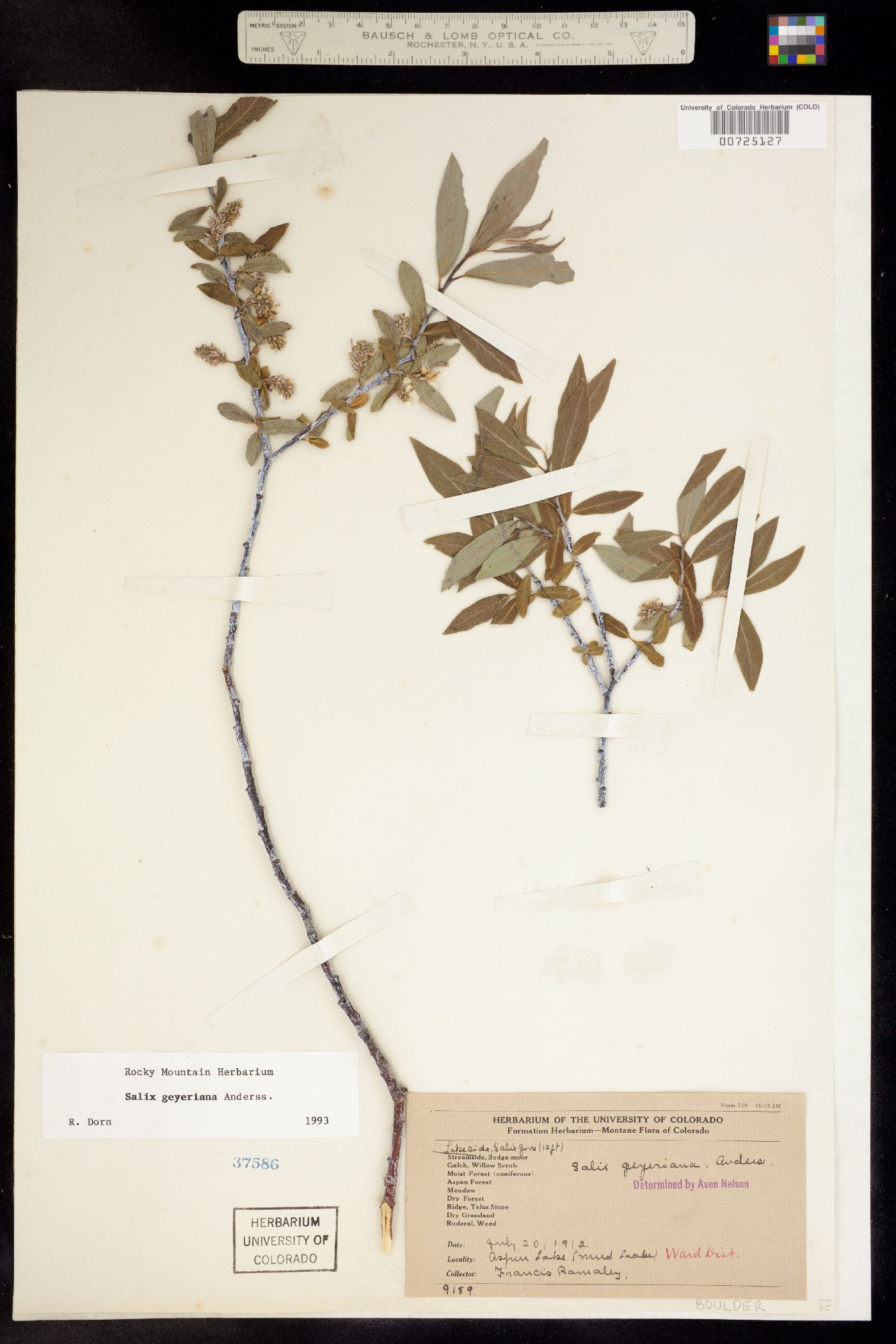 Salix geyeriana image
