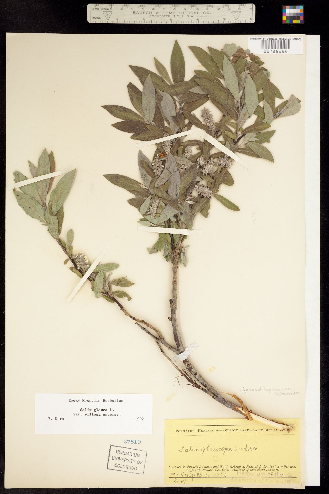 Salix glauca image