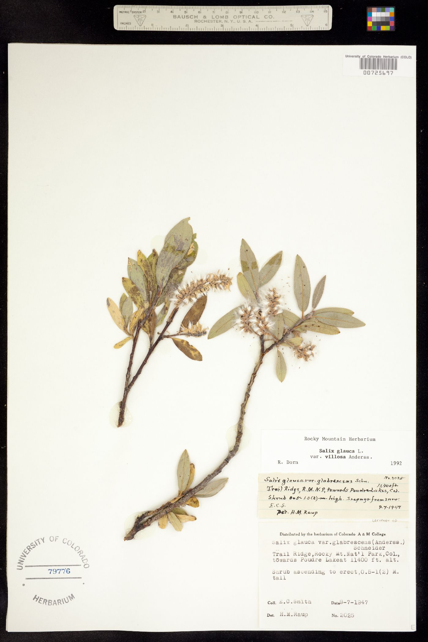 Salix glauca var. villosa image