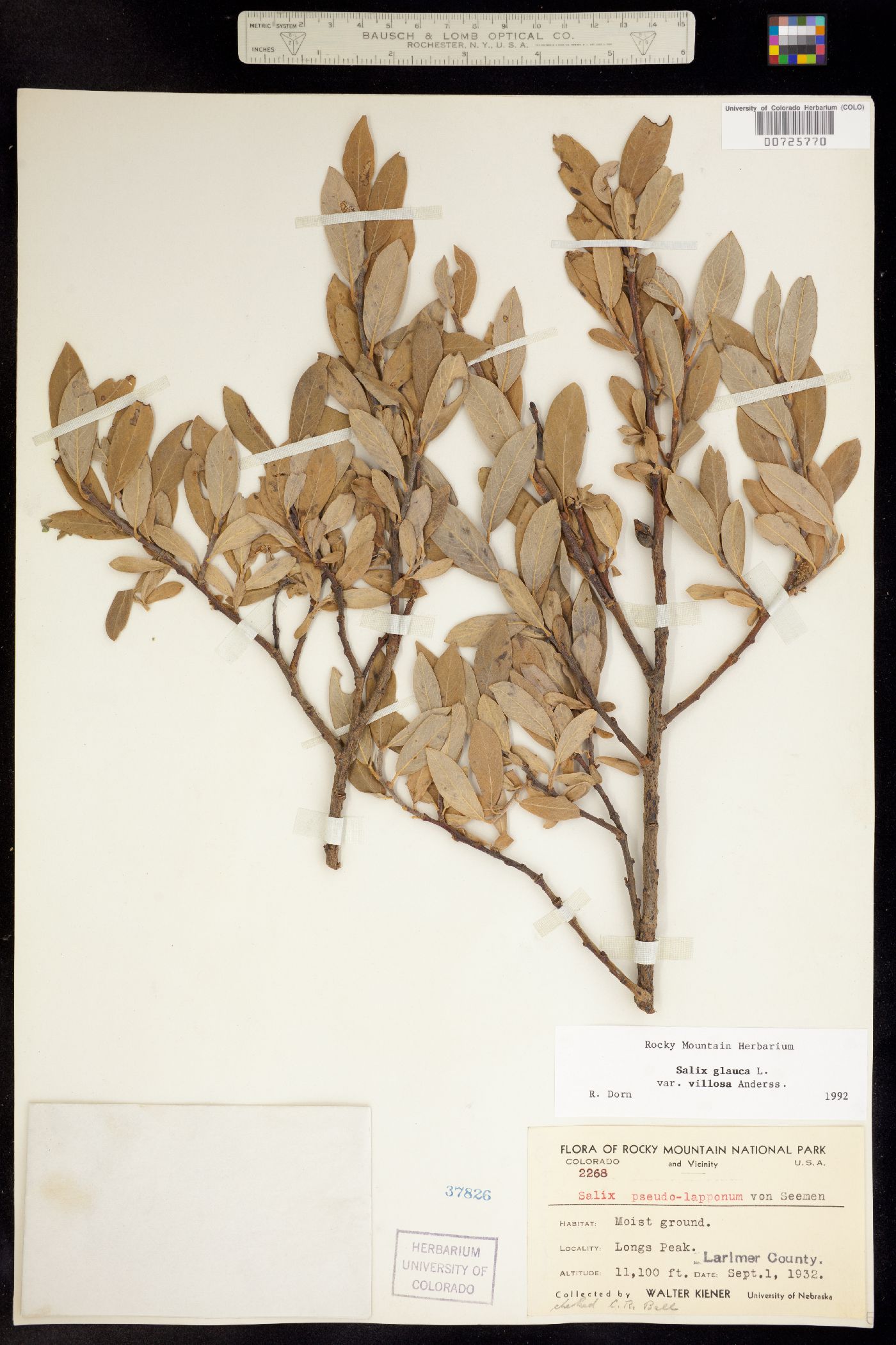 Salix glauca var. villosa image