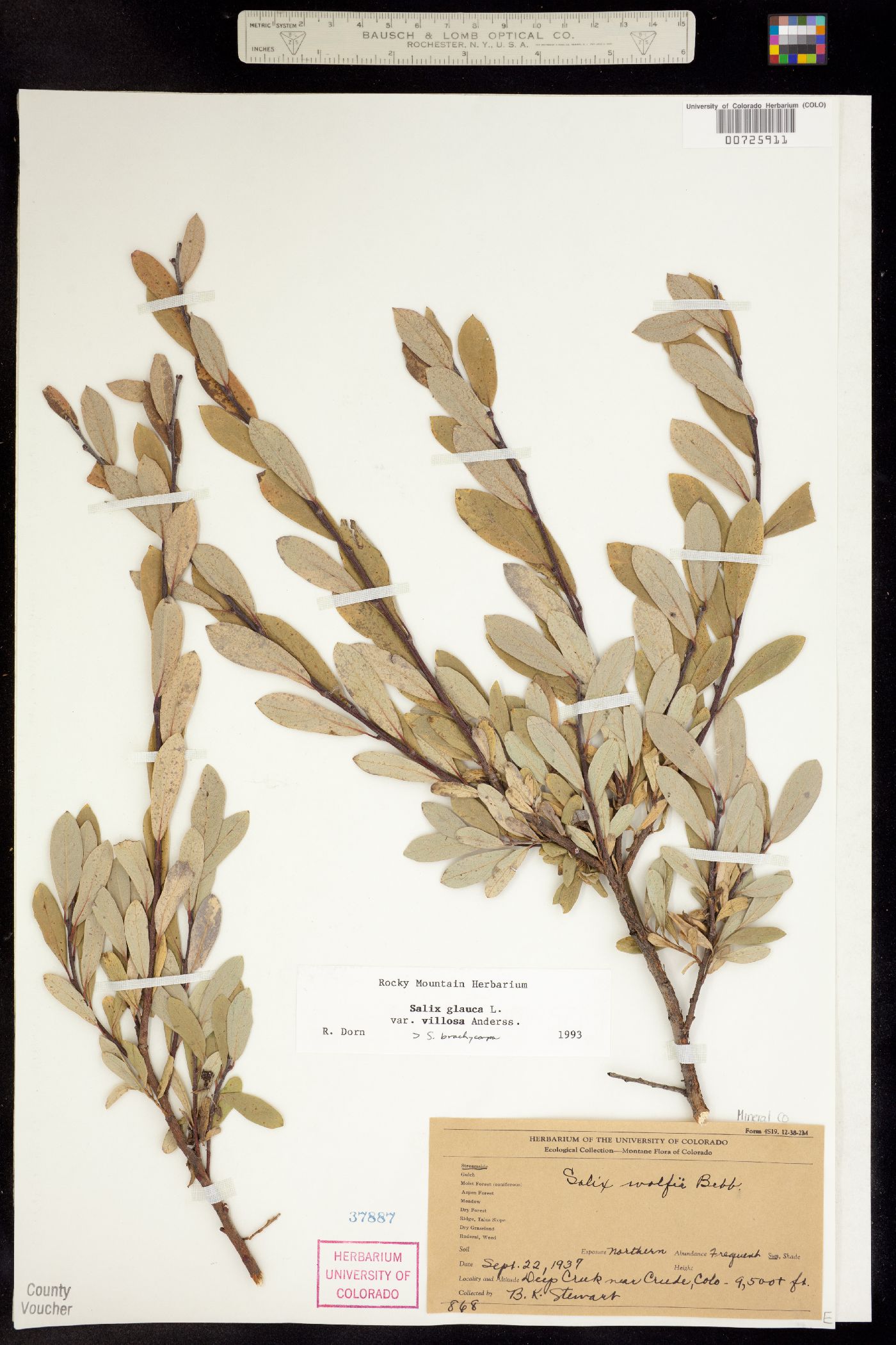 Salix glauca var. villosa image