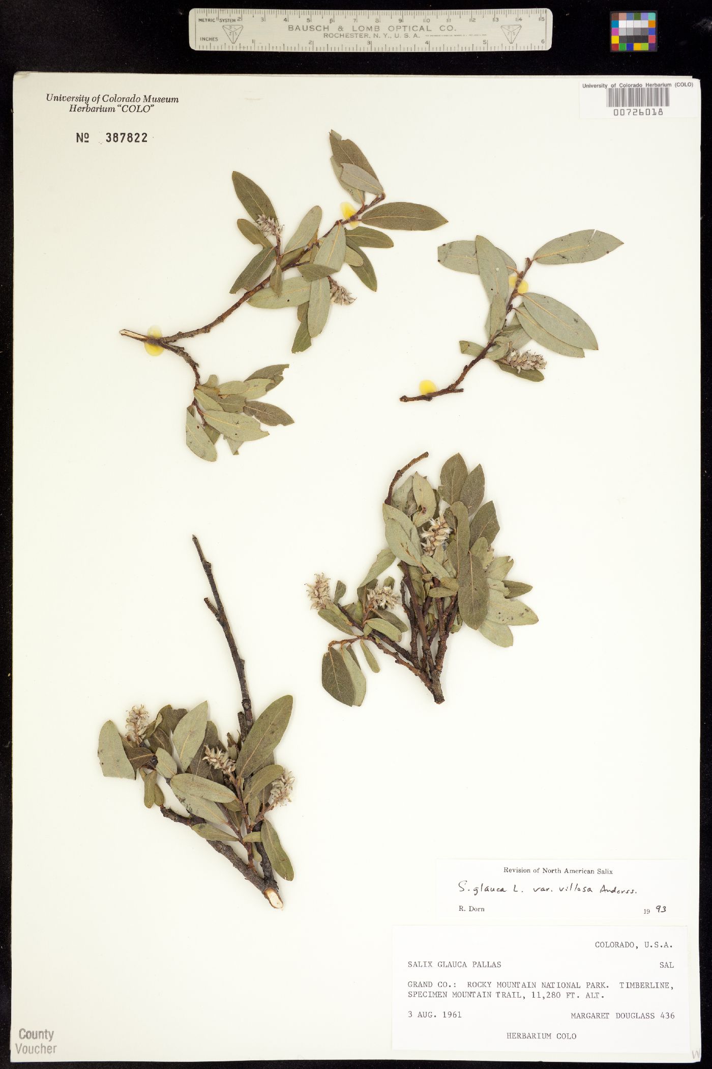 Salix glauca var. villosa image