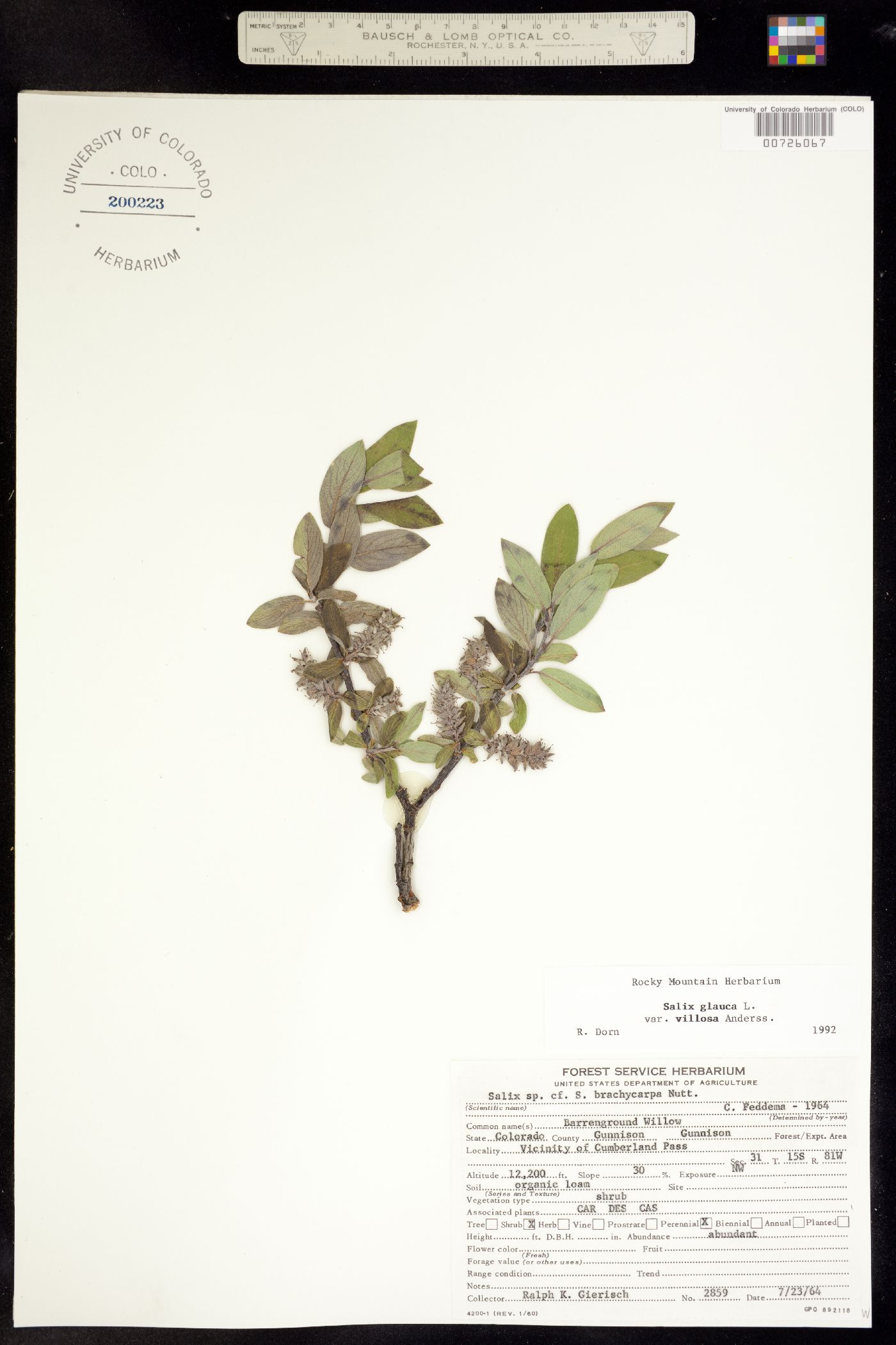 Salix glauca image