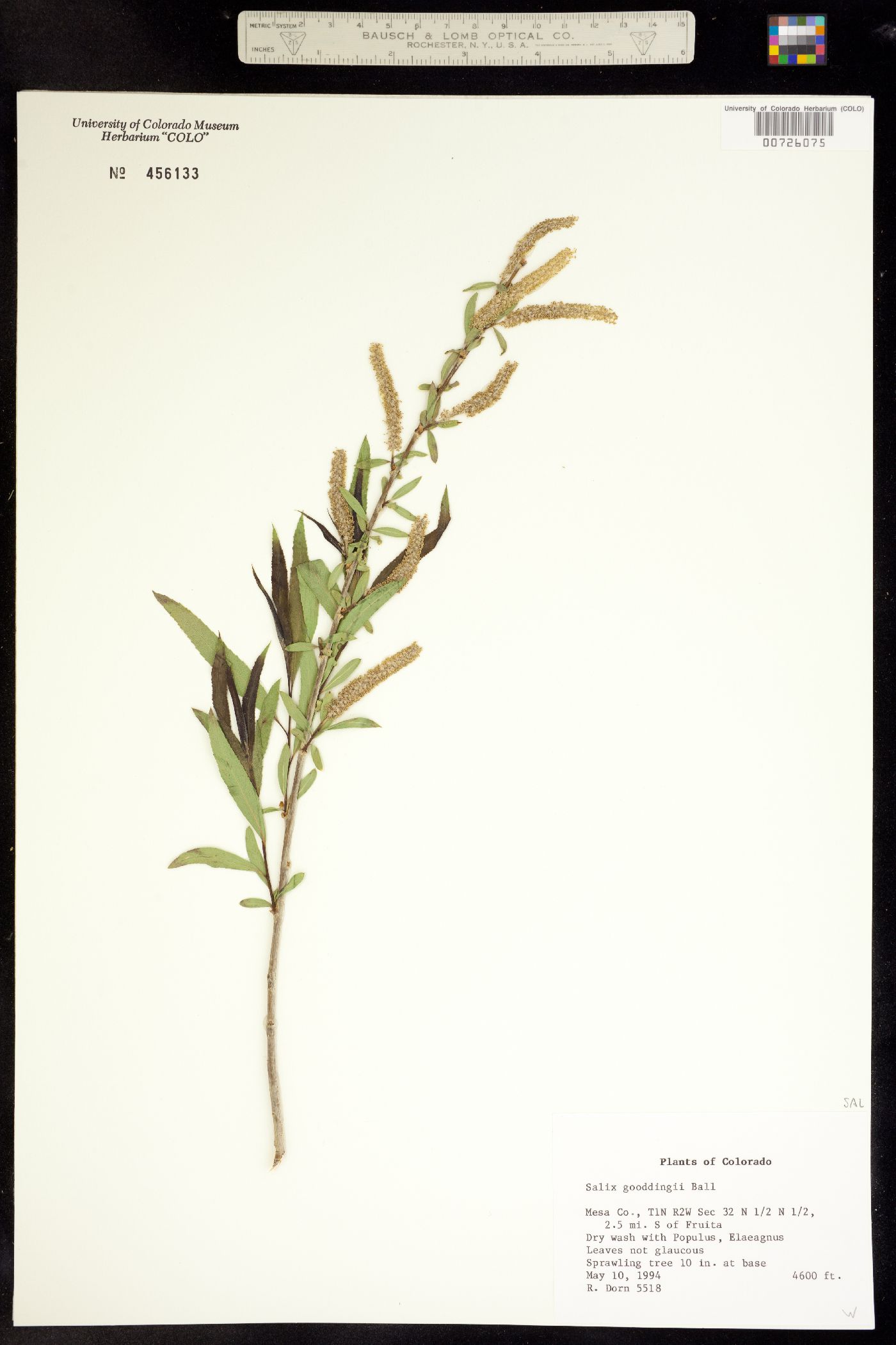 Salix gooddingii image
