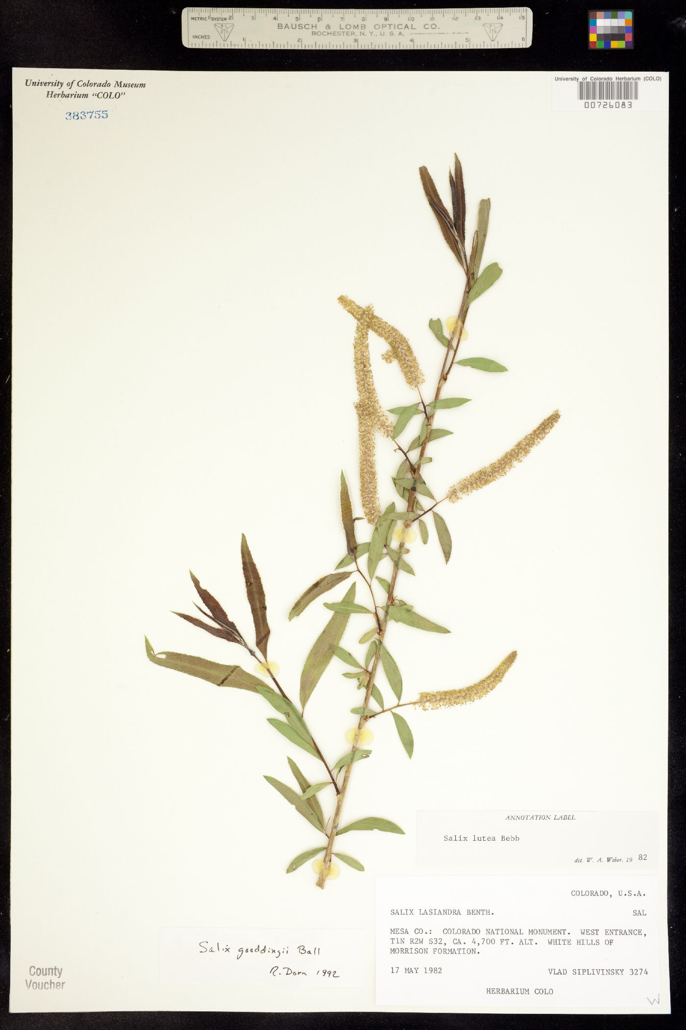 Salix gooddingii image