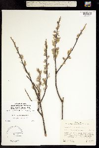 Image of Salix gracilis