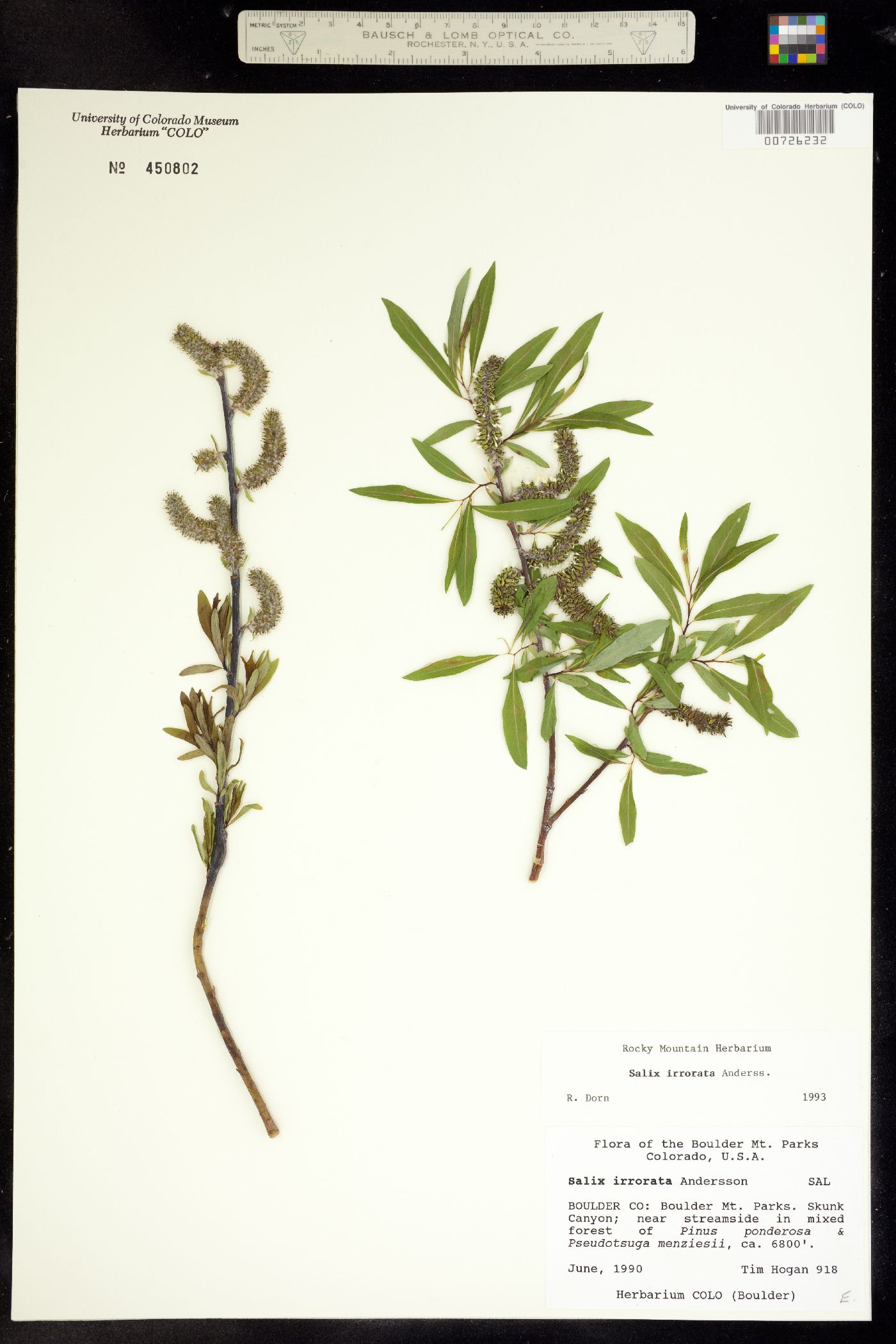 Salix irrorata image