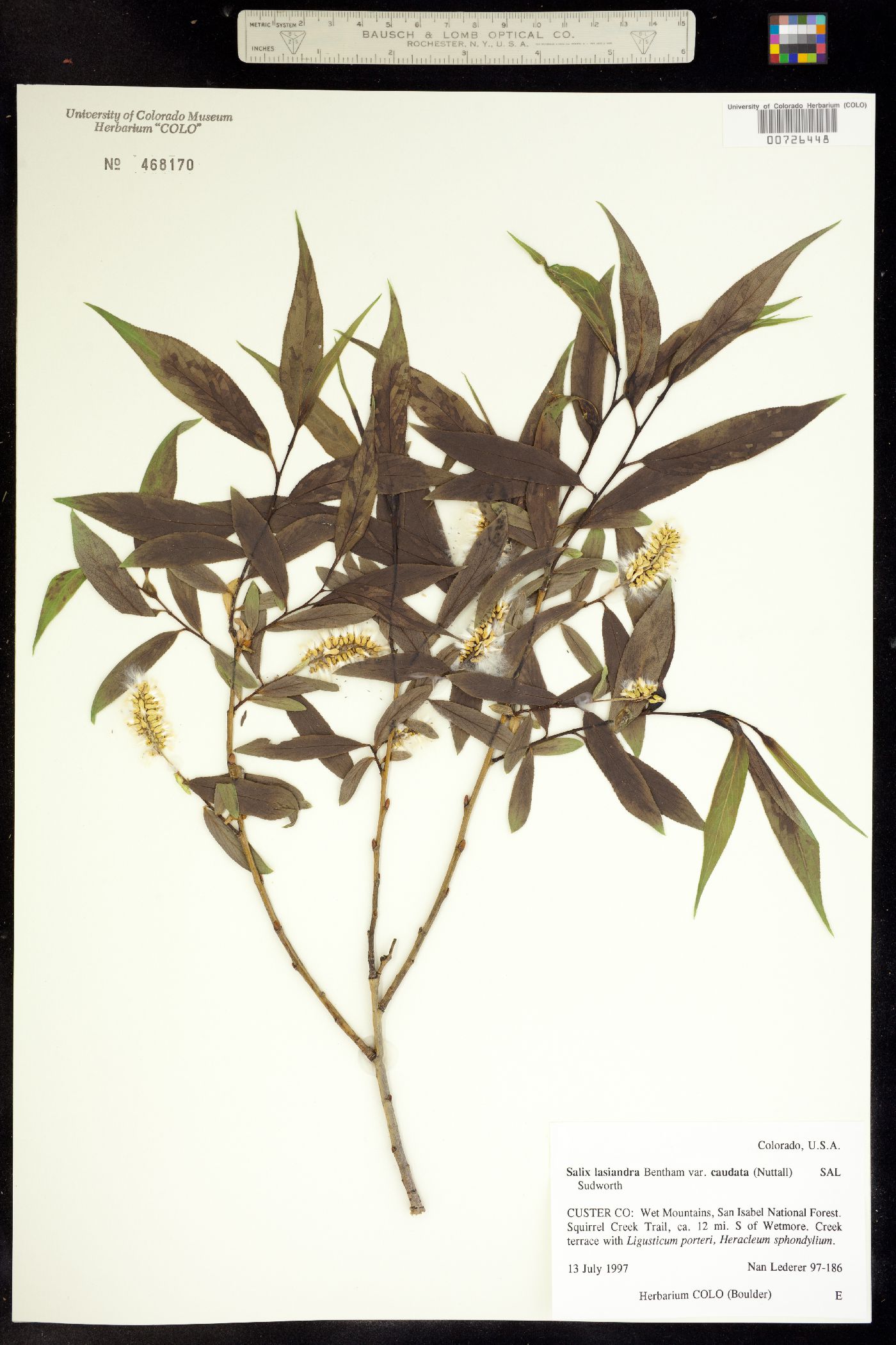 Salix lasiandra var. caudata image