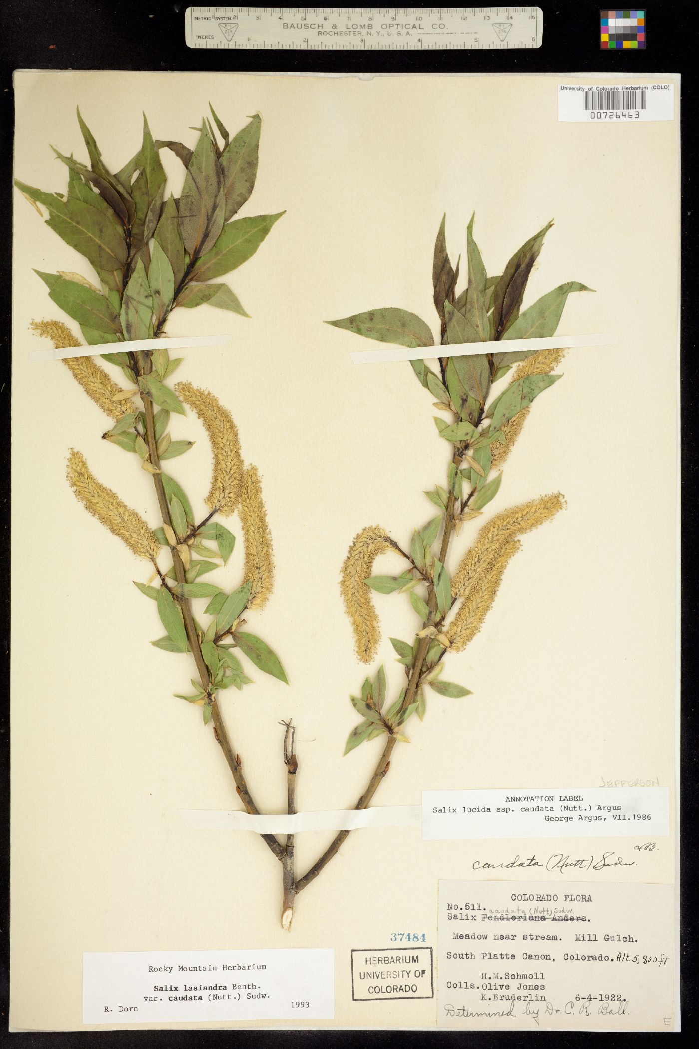 Salix lasiandra var. caudata image