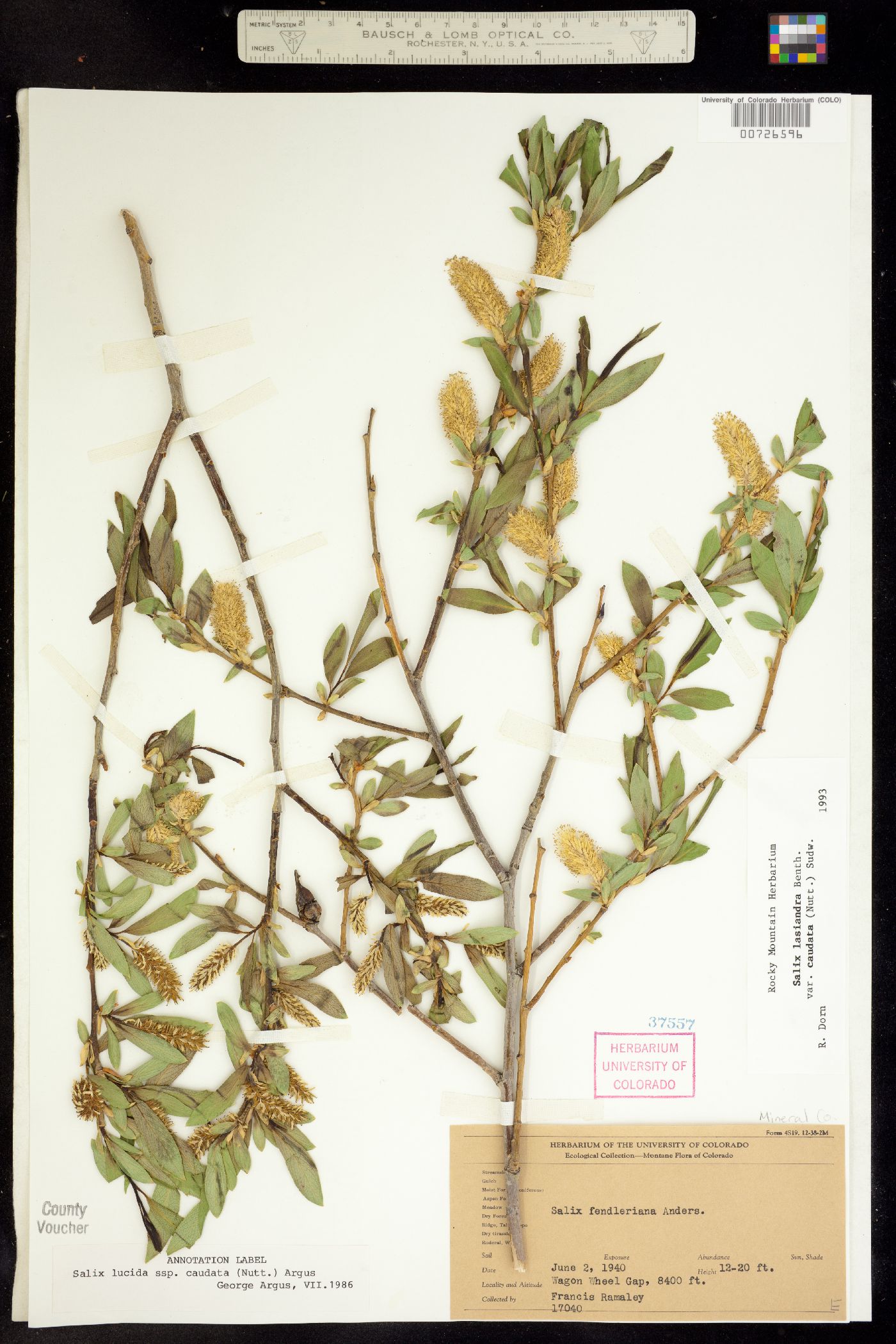 Salix lasiandra var. caudata image