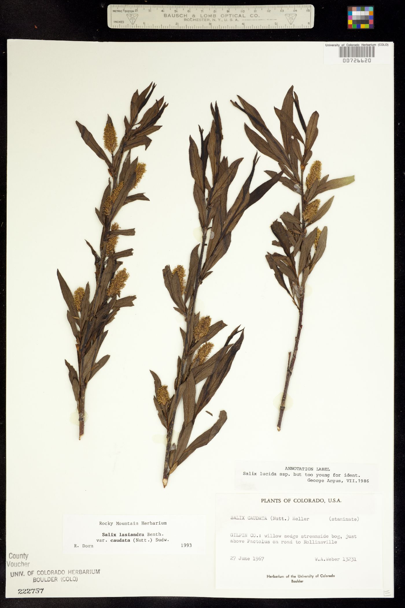 Salix lasiandra var. caudata image