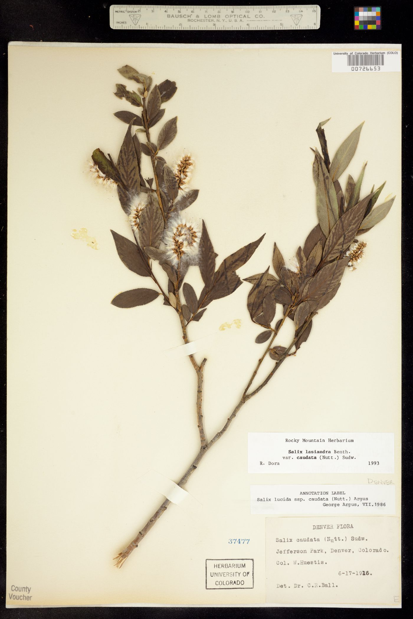 Salix lasiandra var. caudata image