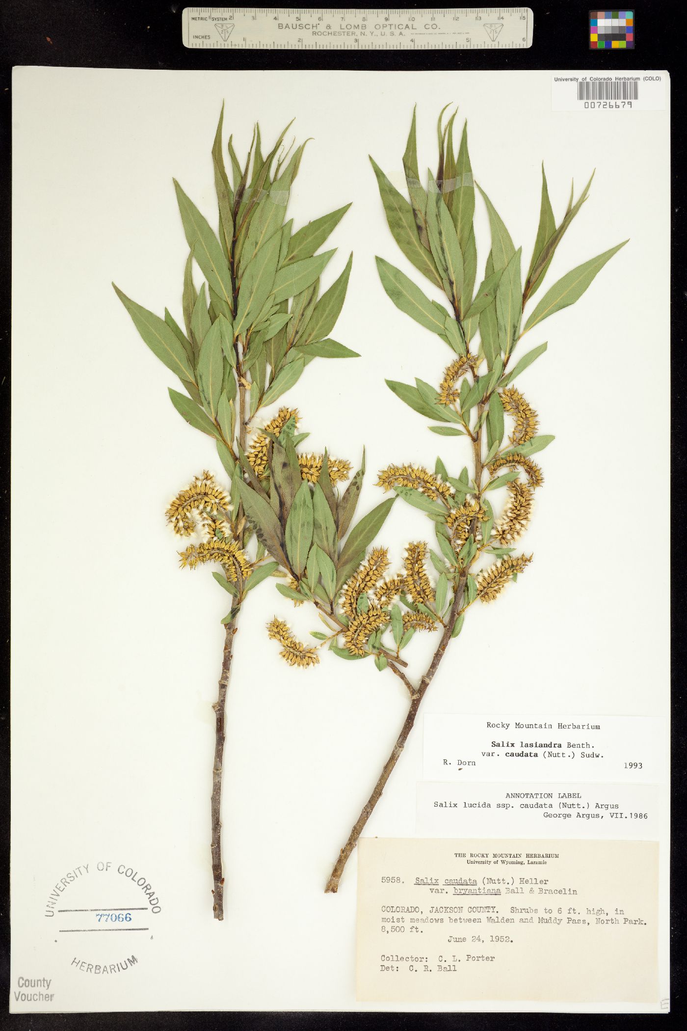 Salix lasiandra var. caudata image
