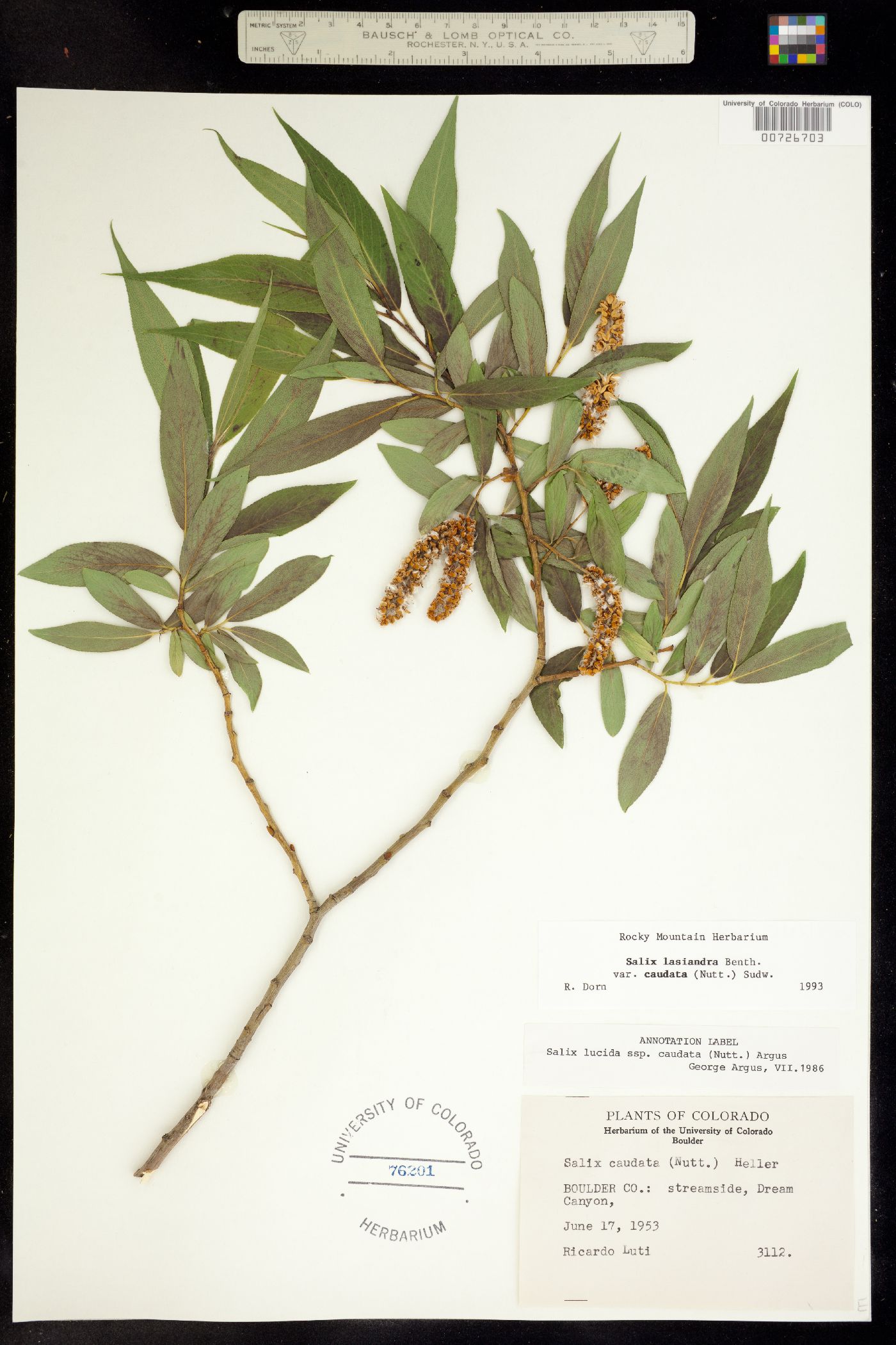 Salix lasiandra image
