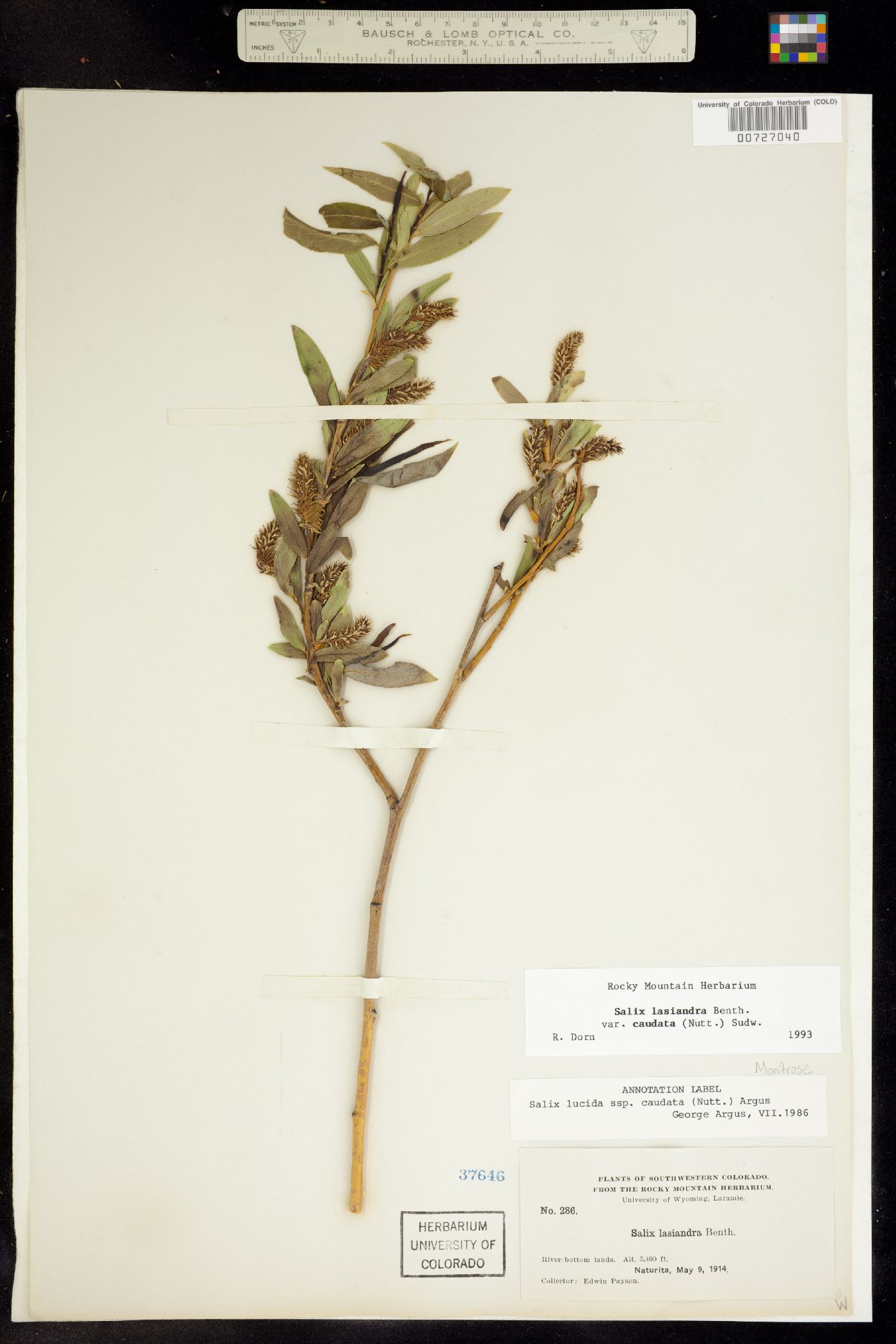 Salix lasiandra var. caudata image