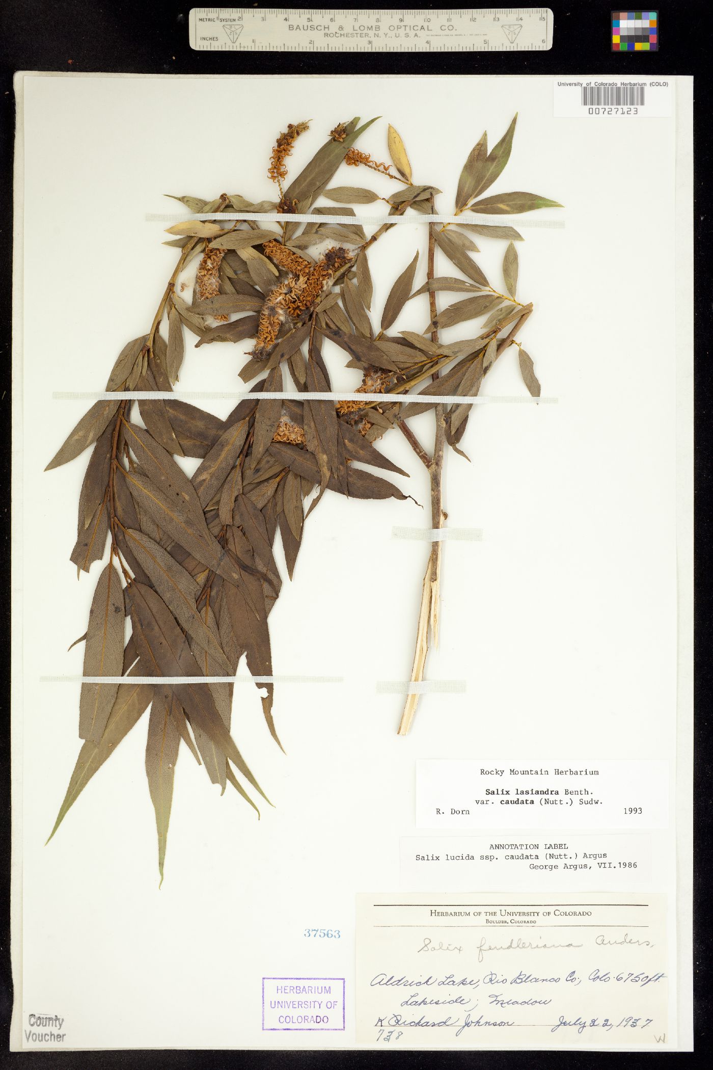 Salix lasiandra var. caudata image