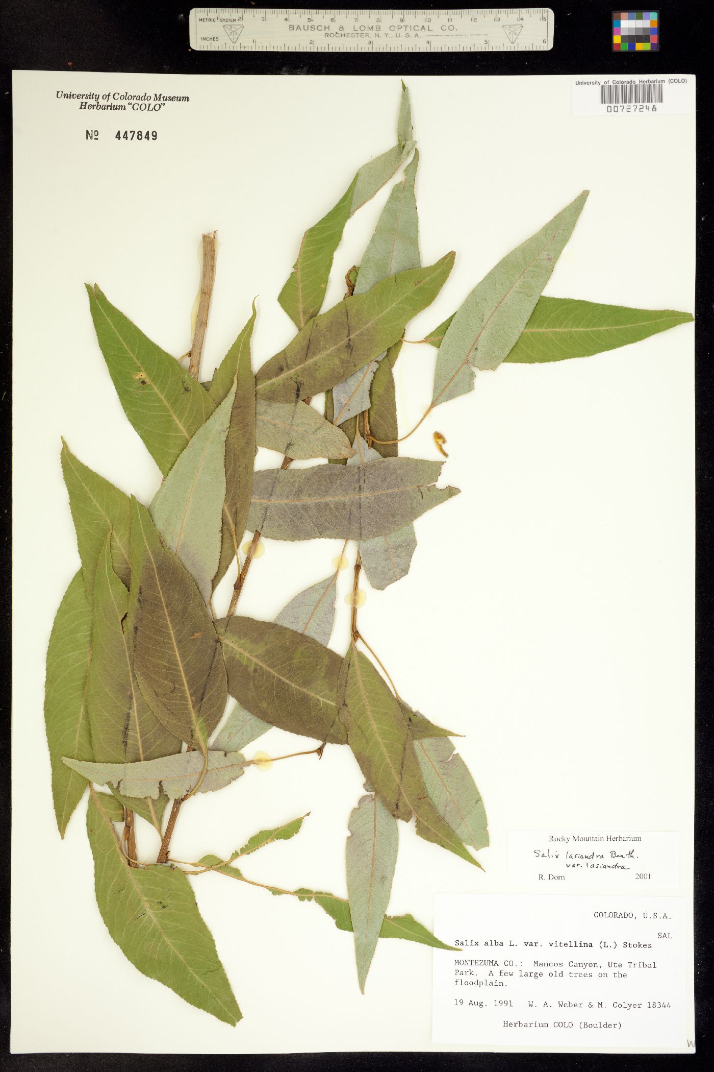 Salix lasiandra var. lasiandra image