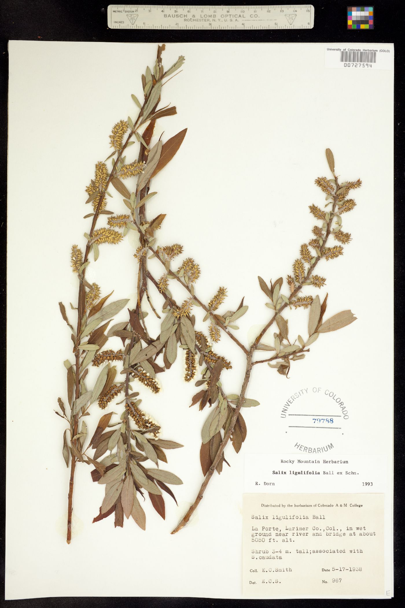 Salix ligulifolia image