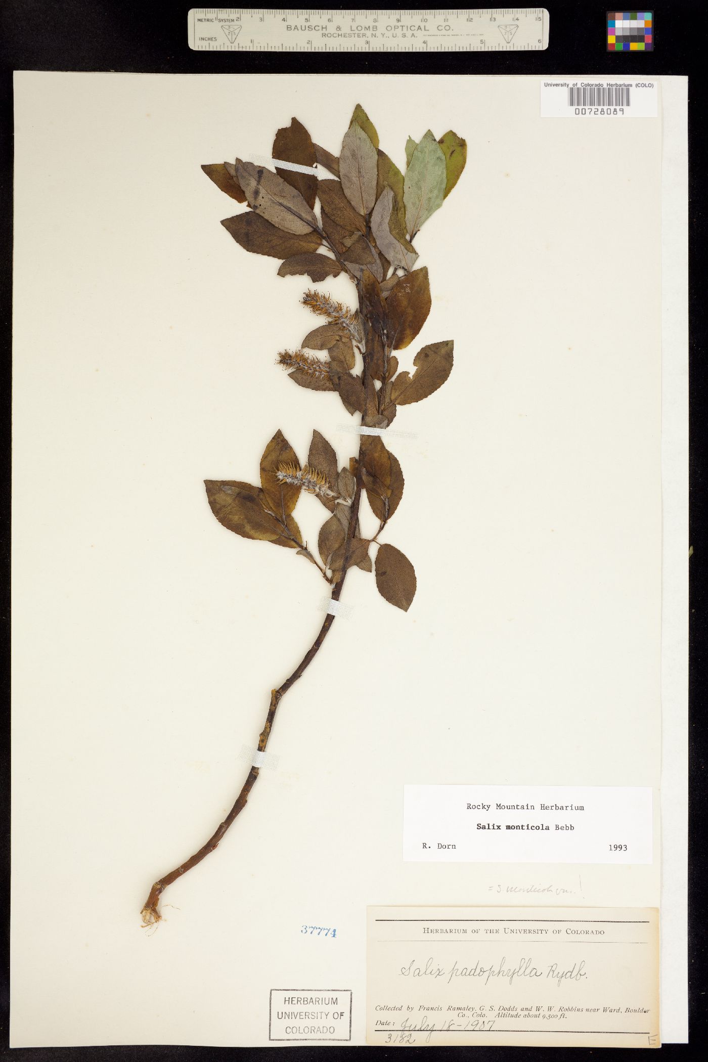 Salix monticola image