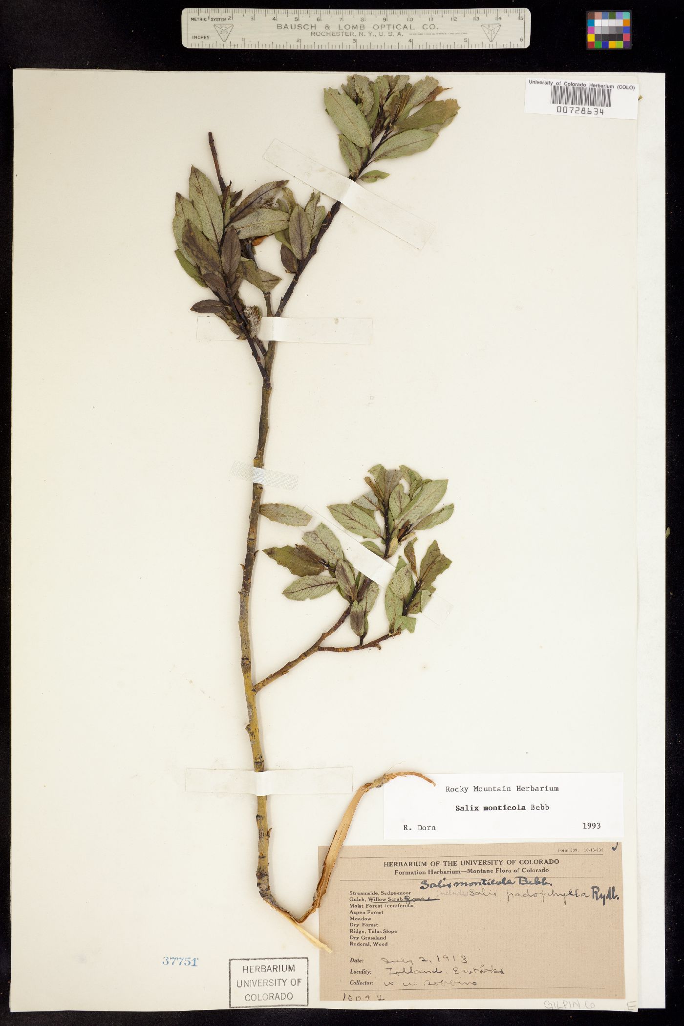 Salix monticola image