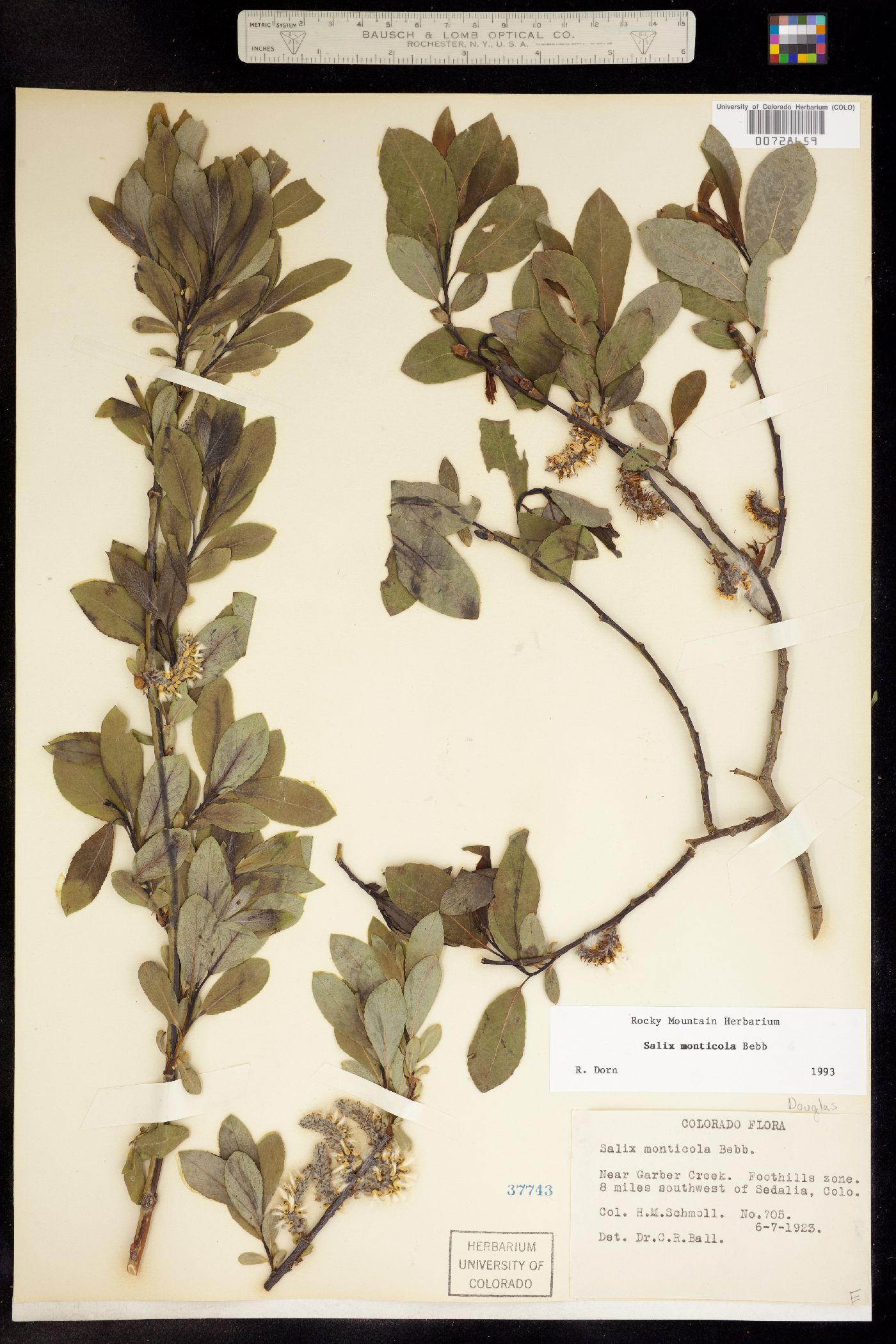 Salix monticola image