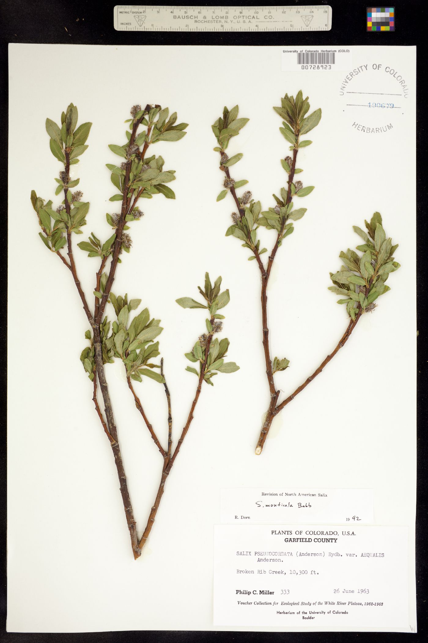Salix monticola image