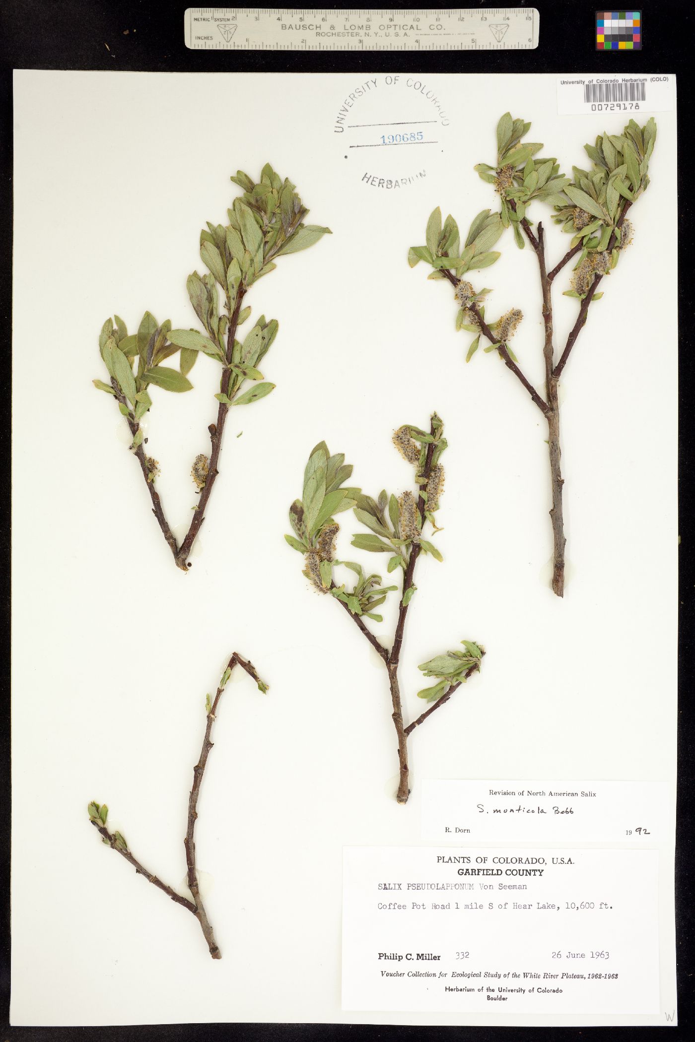 Salix monticola image