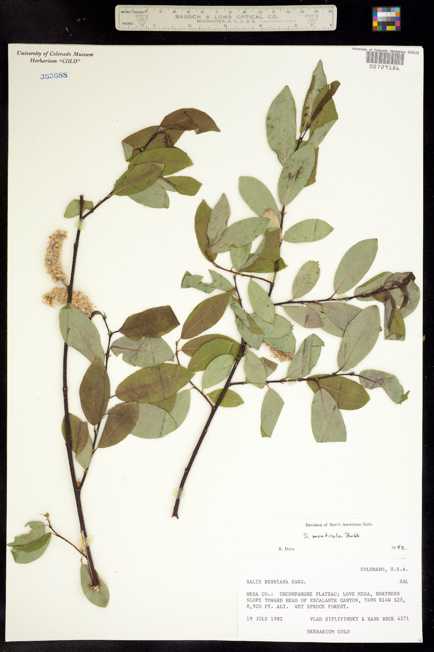 Salix monticola image