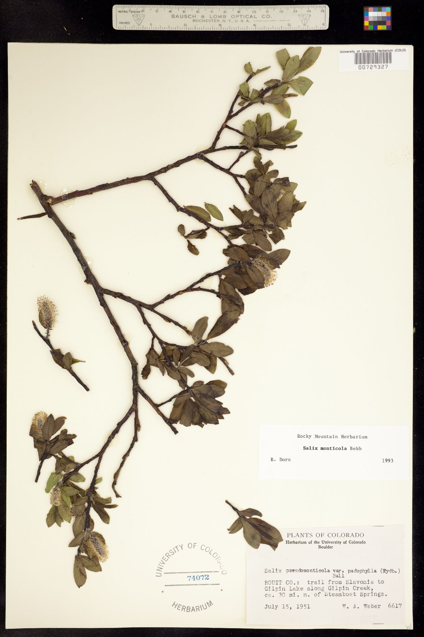 Salix monticola image