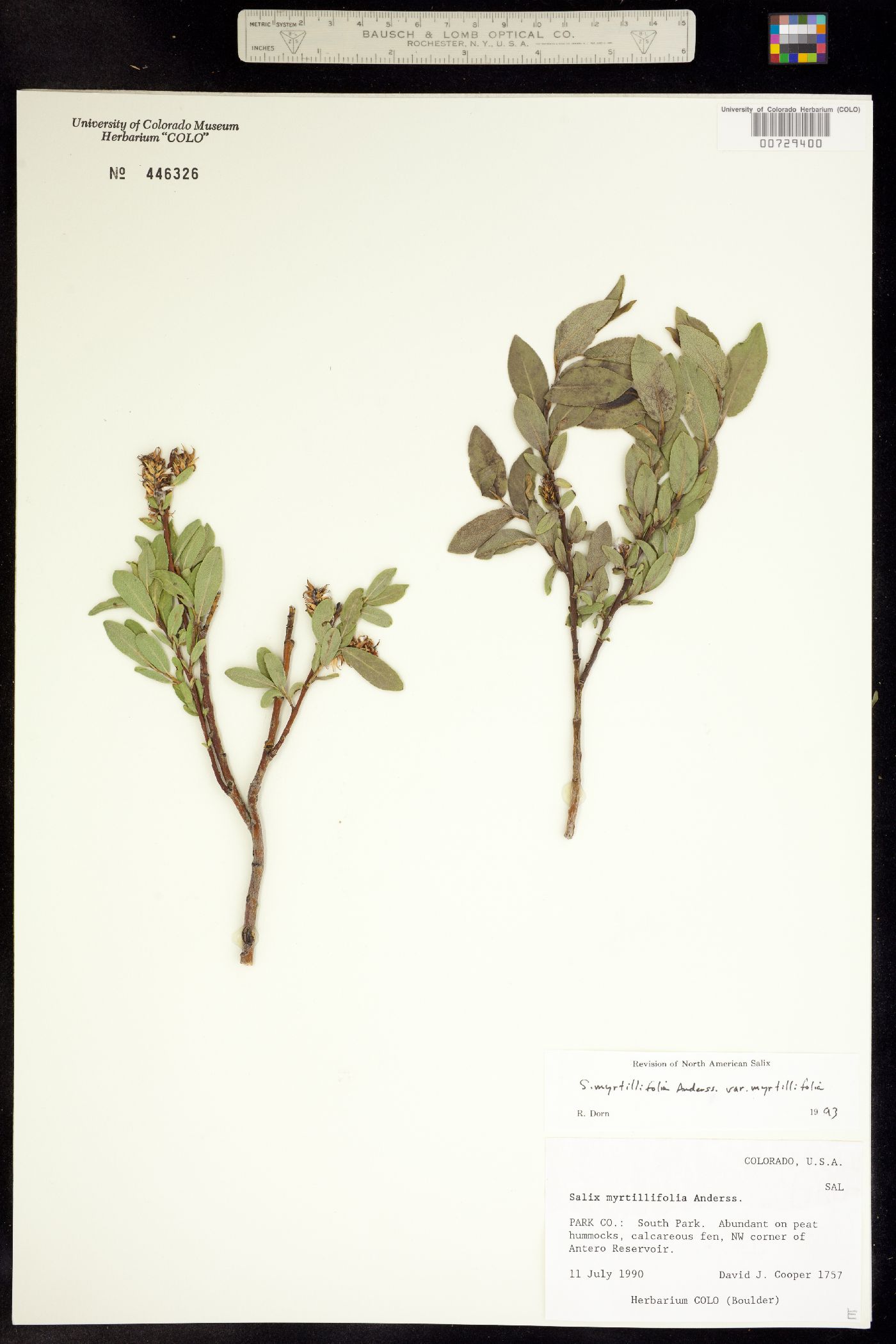 Salix myrtillifolia image