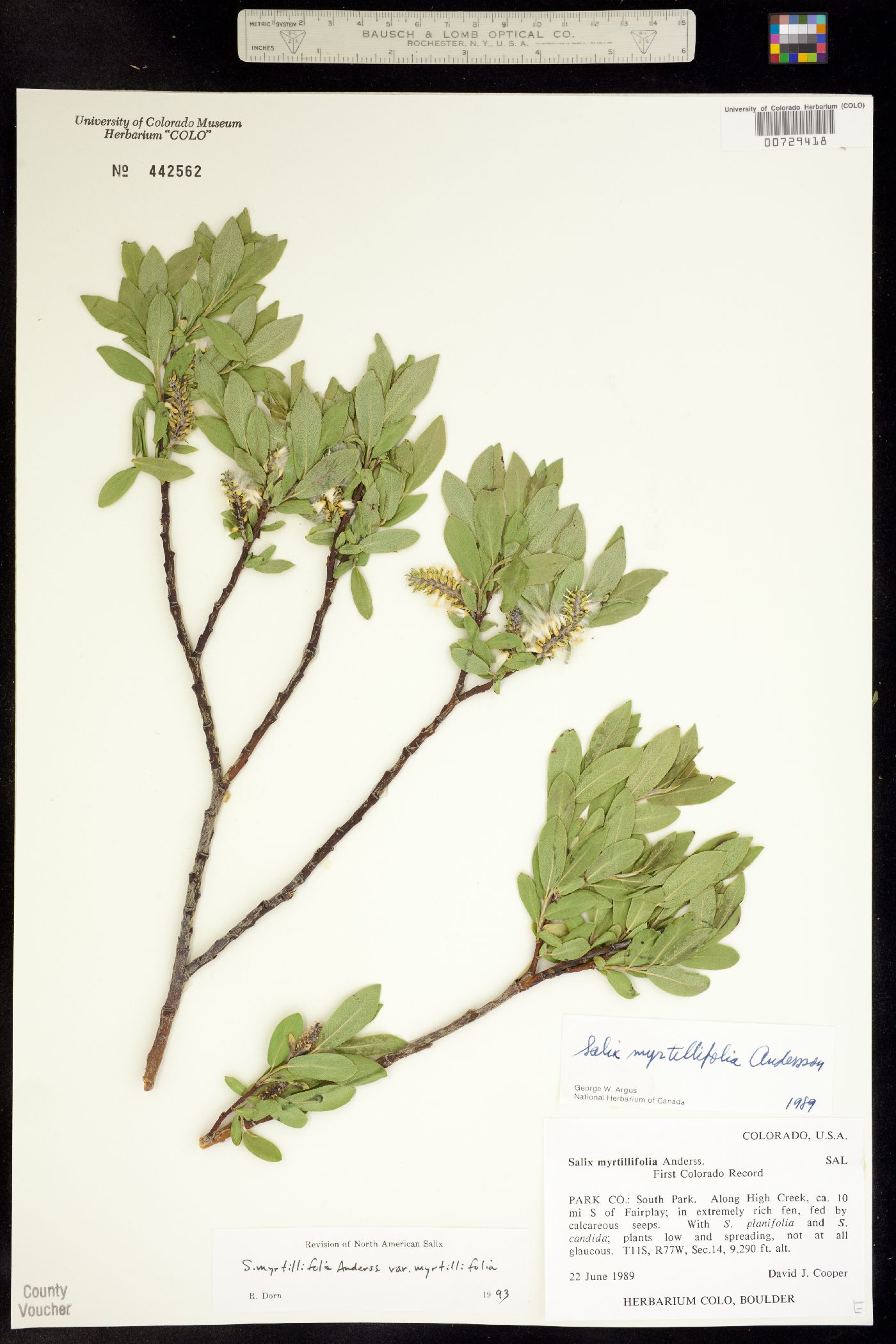 Salix myrtillifolia image