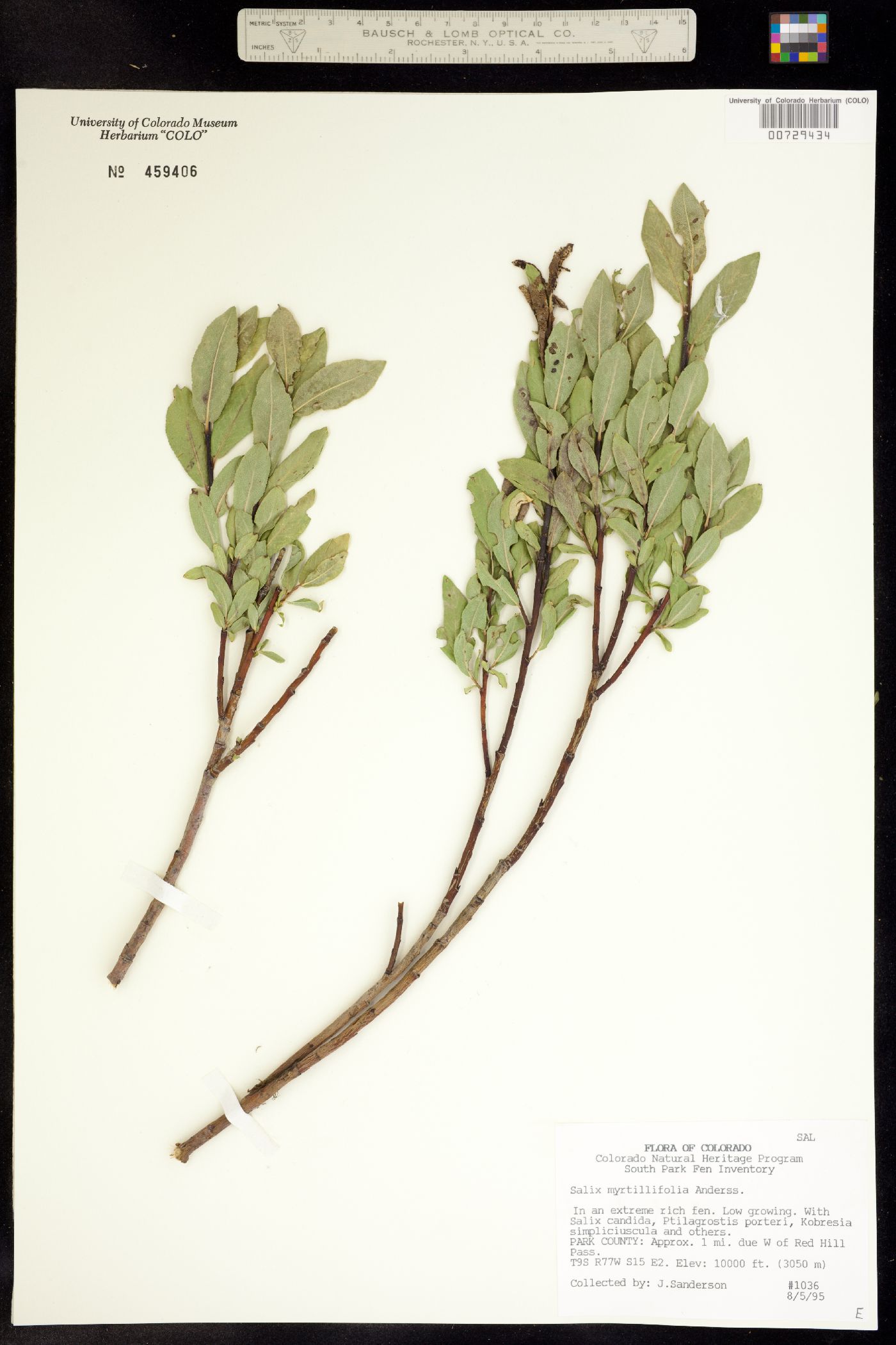 Salix myrtillifolia image