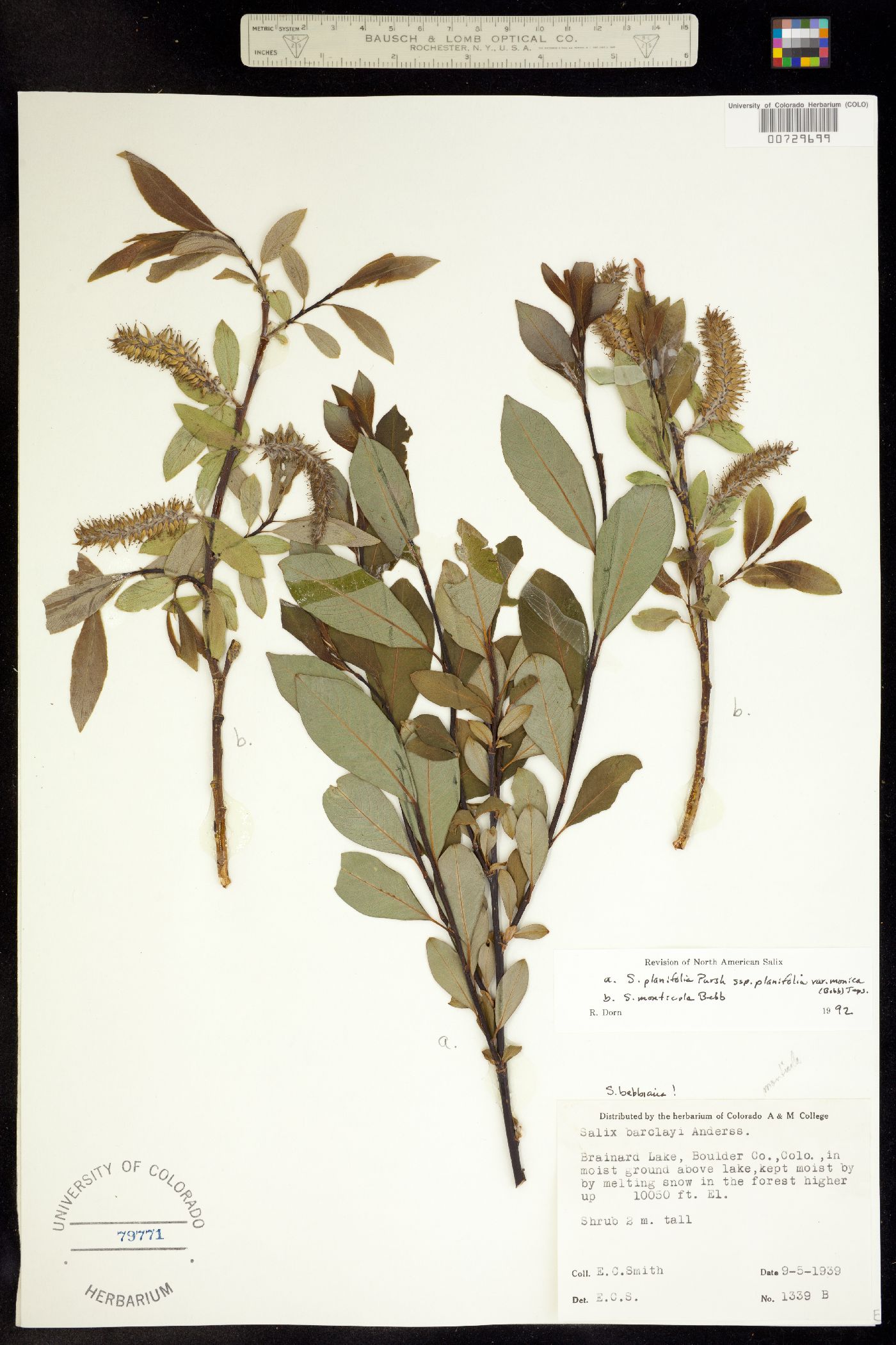 Salix planifolia image