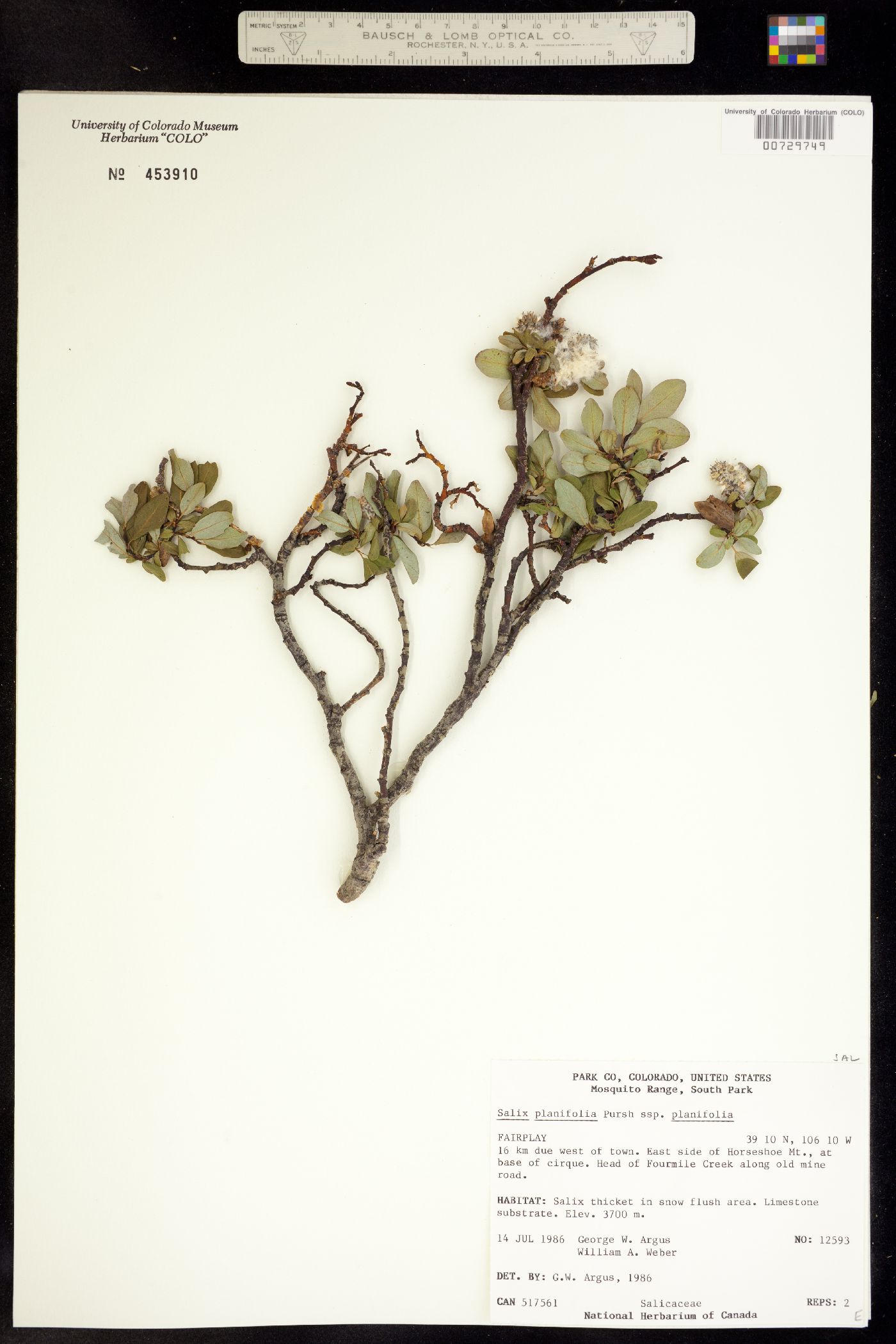 Salix planifolia image