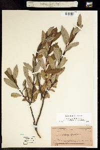 Image of Salix planifolia