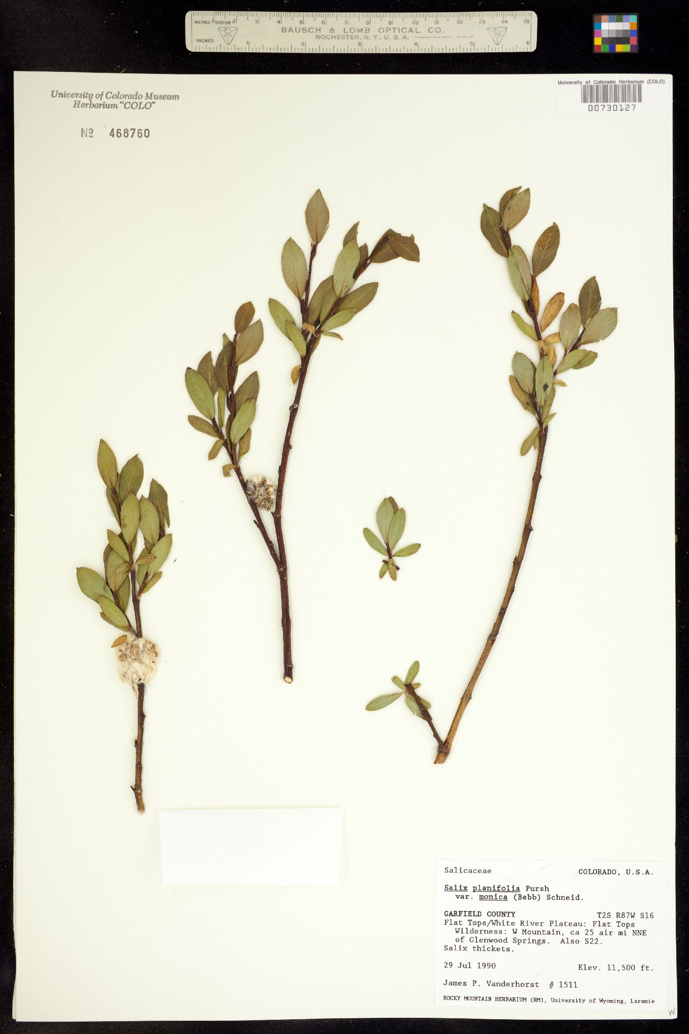 Salix planifolia image