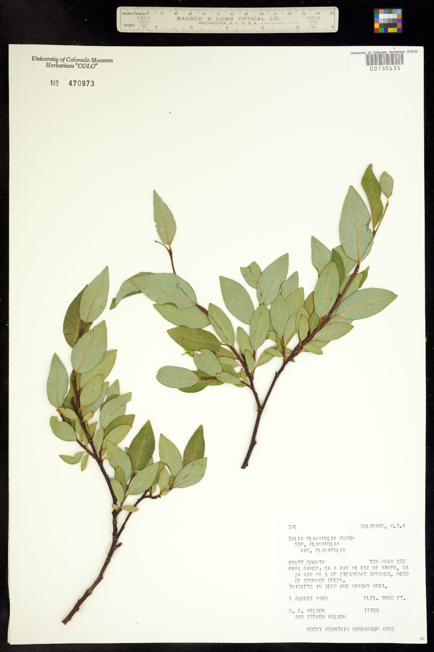 Salix planifolia image