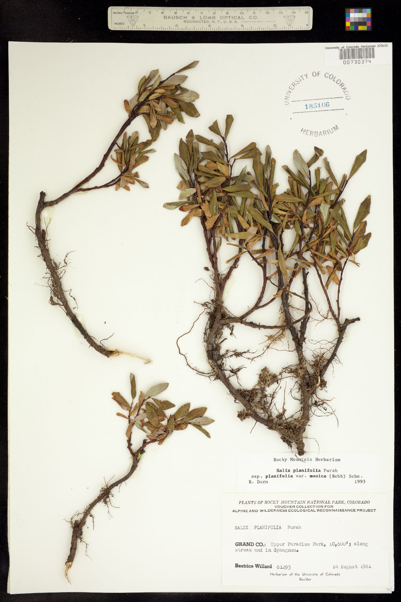 Salix planifolia image