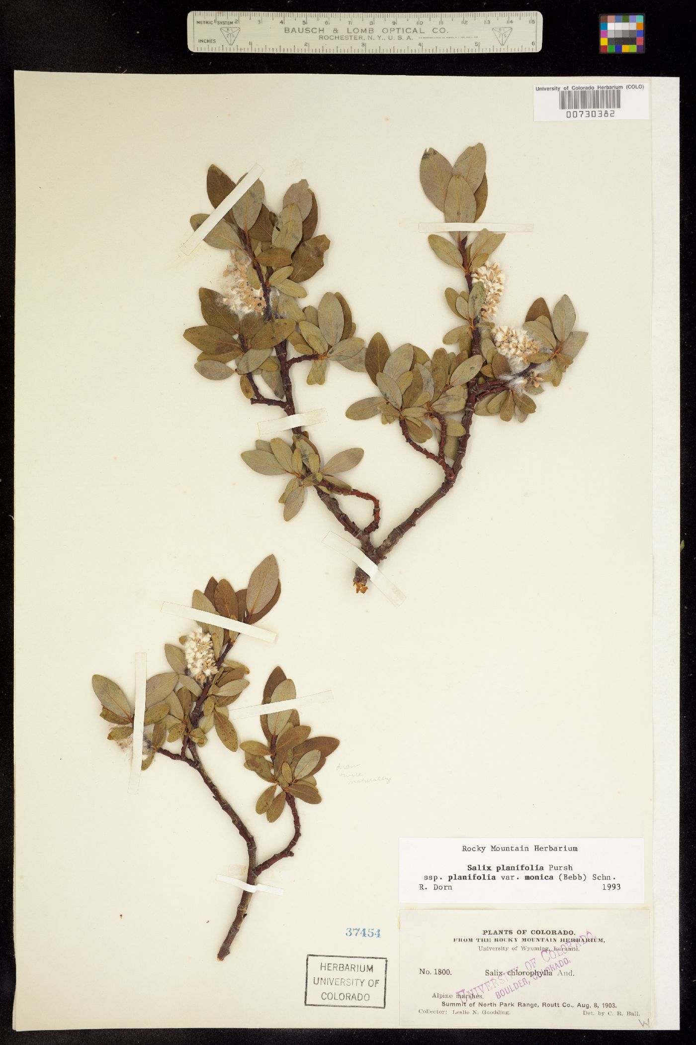 Salix planifolia image