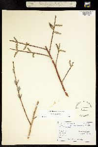 Image of Salix purpurea