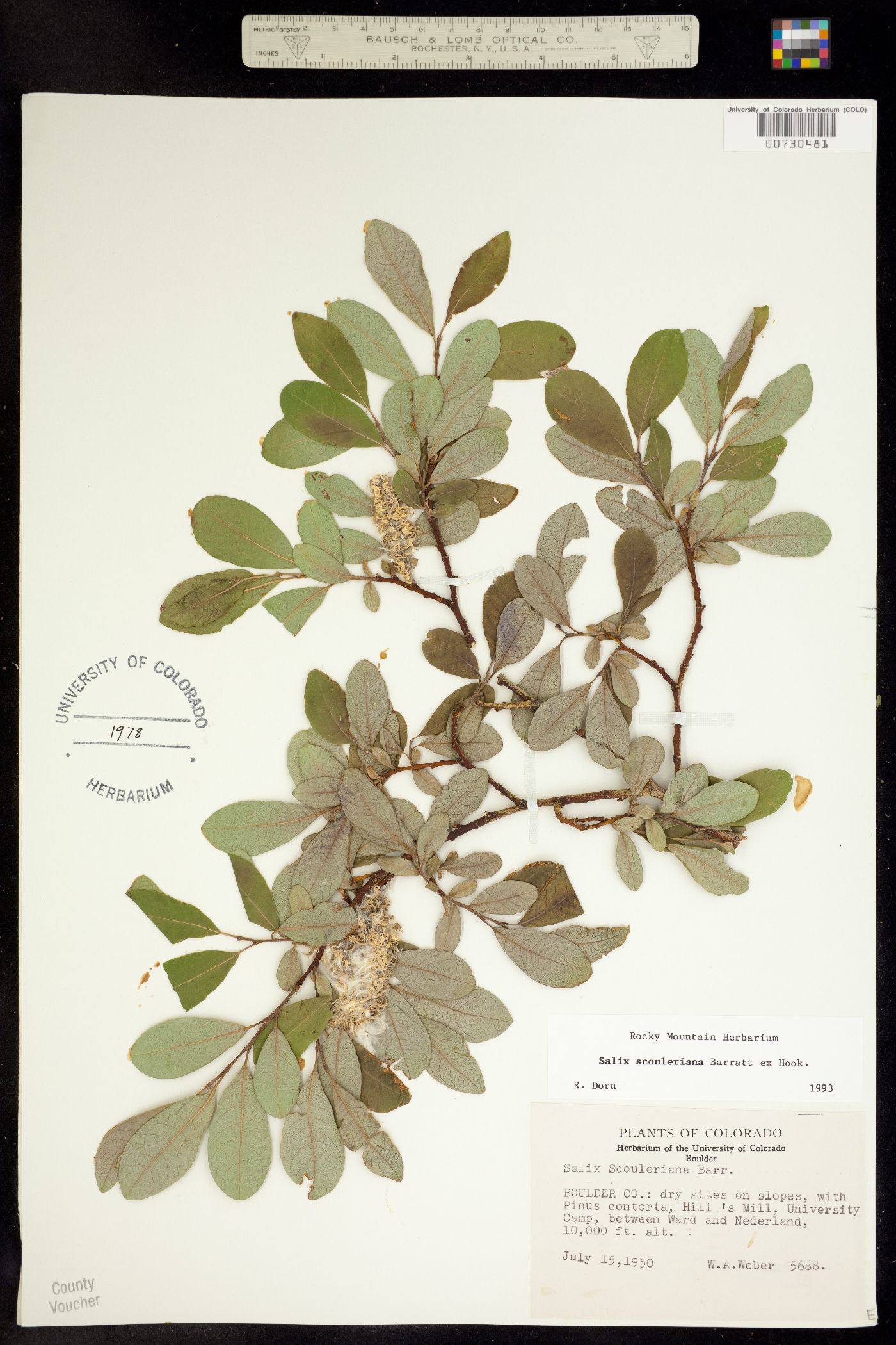 Salix image