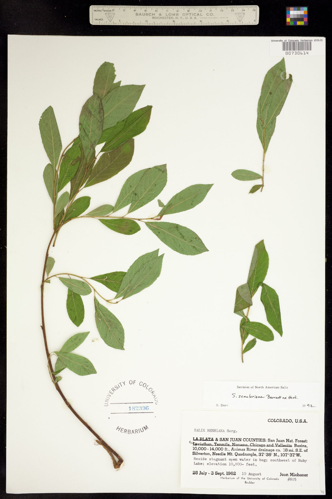 Salix scouleriana image