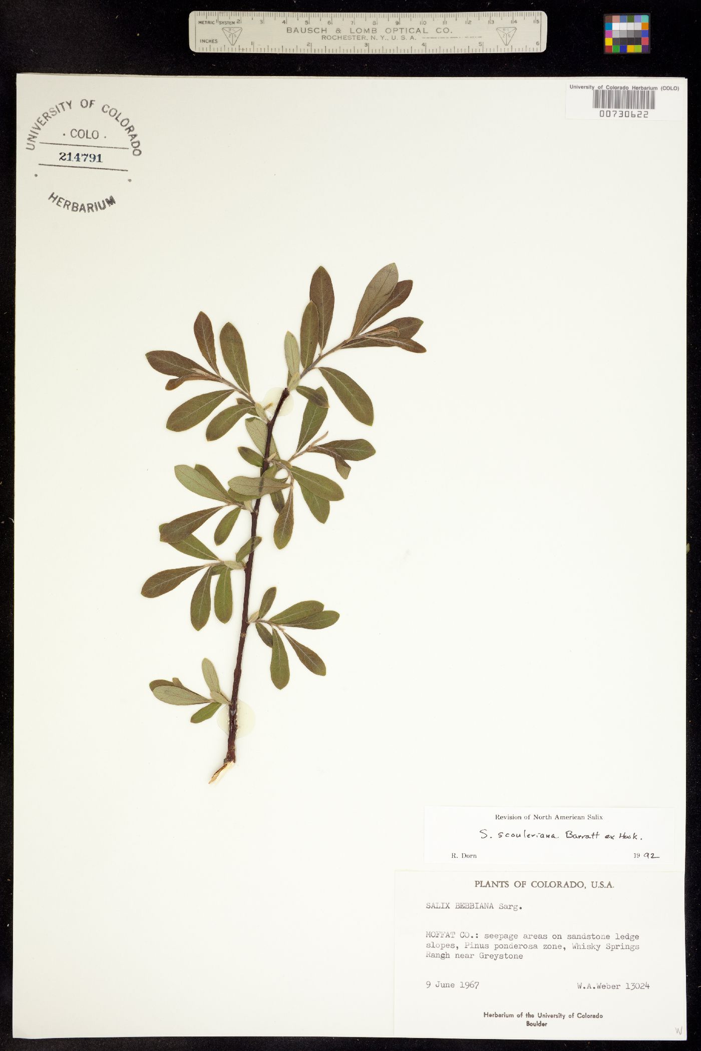 Salix scouleriana image