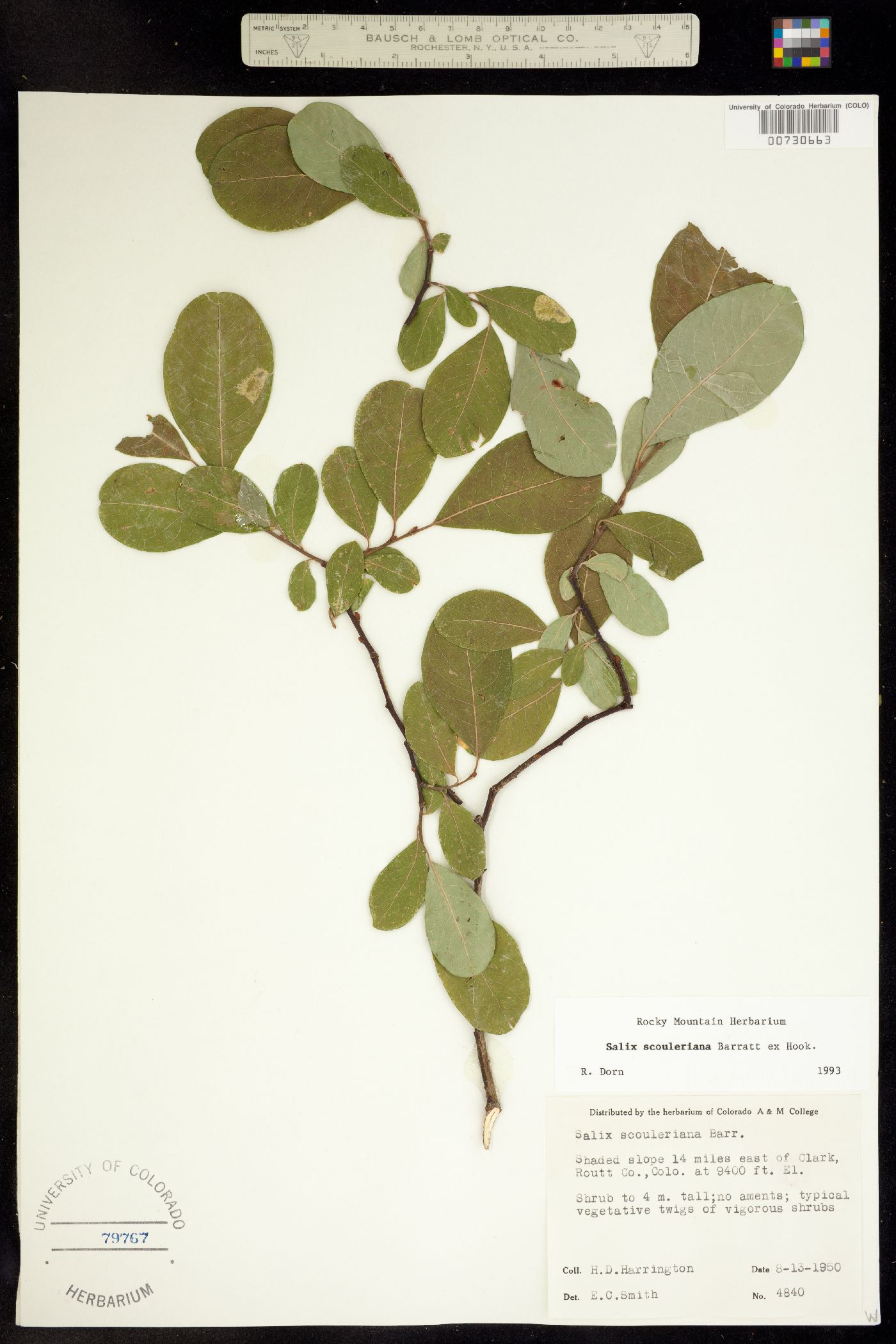 Salix scouleriana image