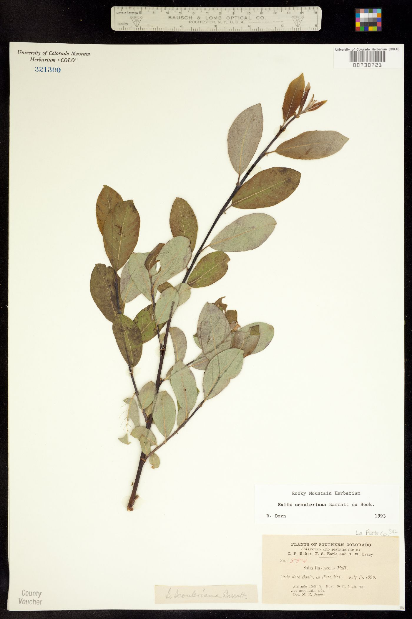 Salix scouleriana image