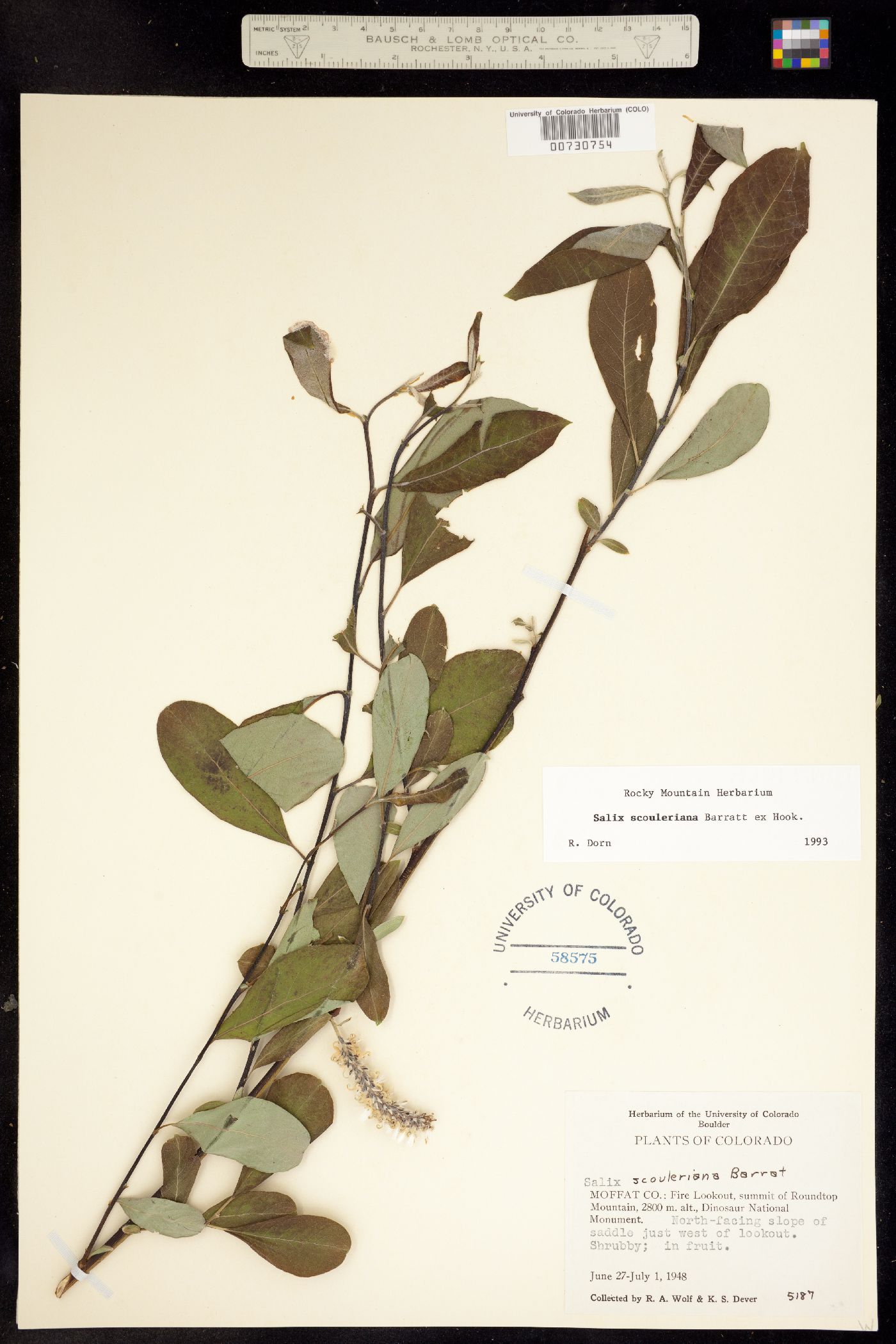 Salix scouleriana image