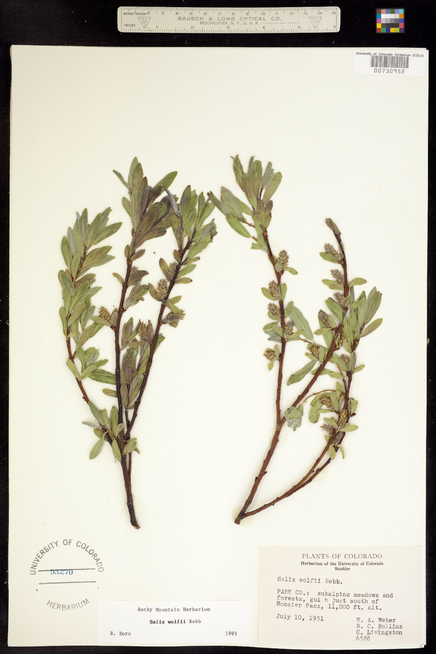Salix image