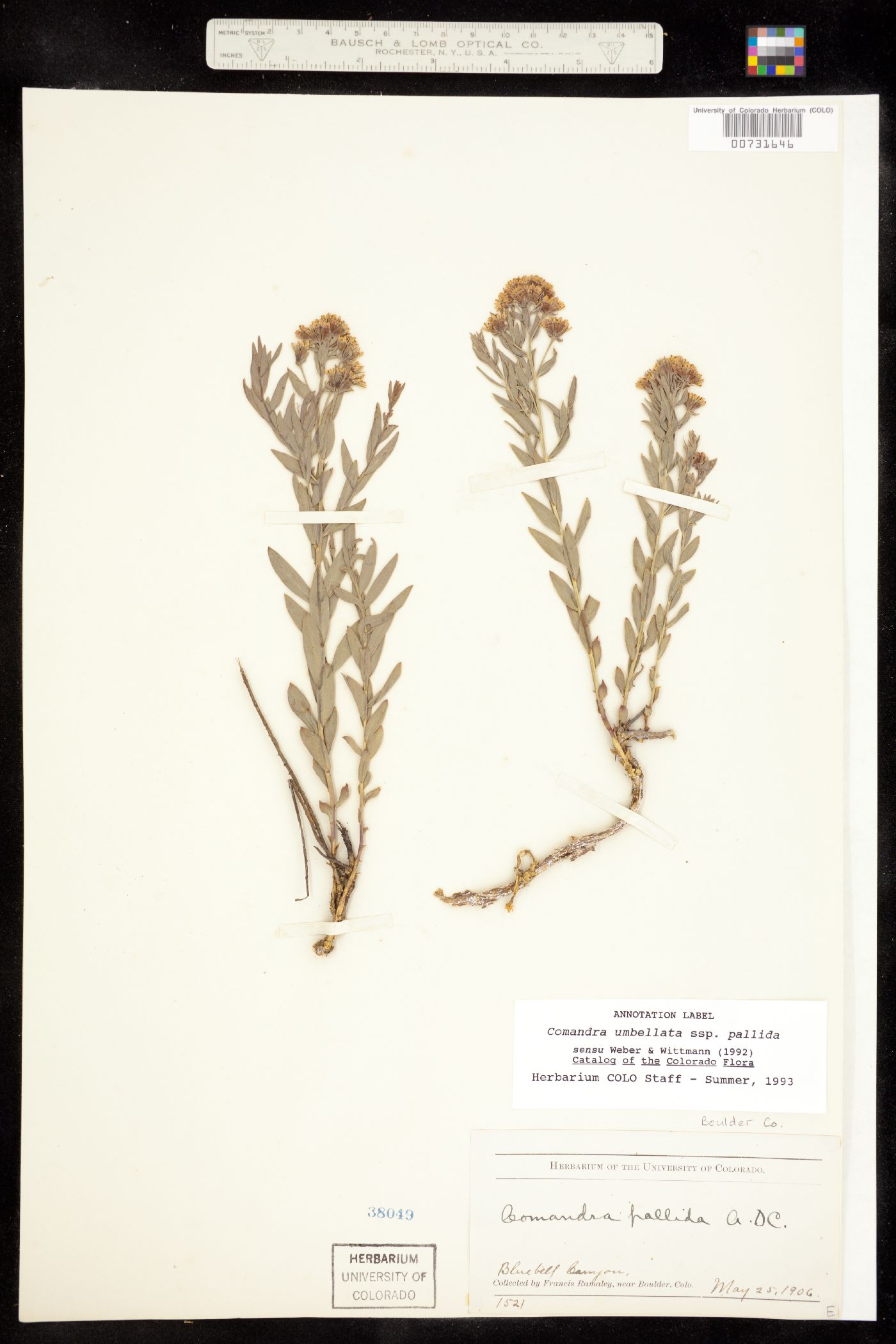Comandra image