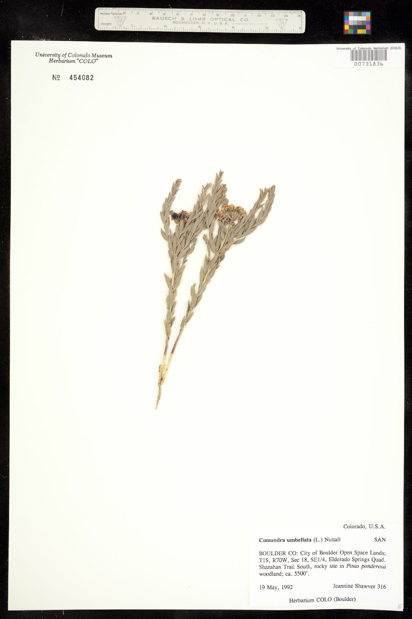 Comandra umbellata ssp. pallida image