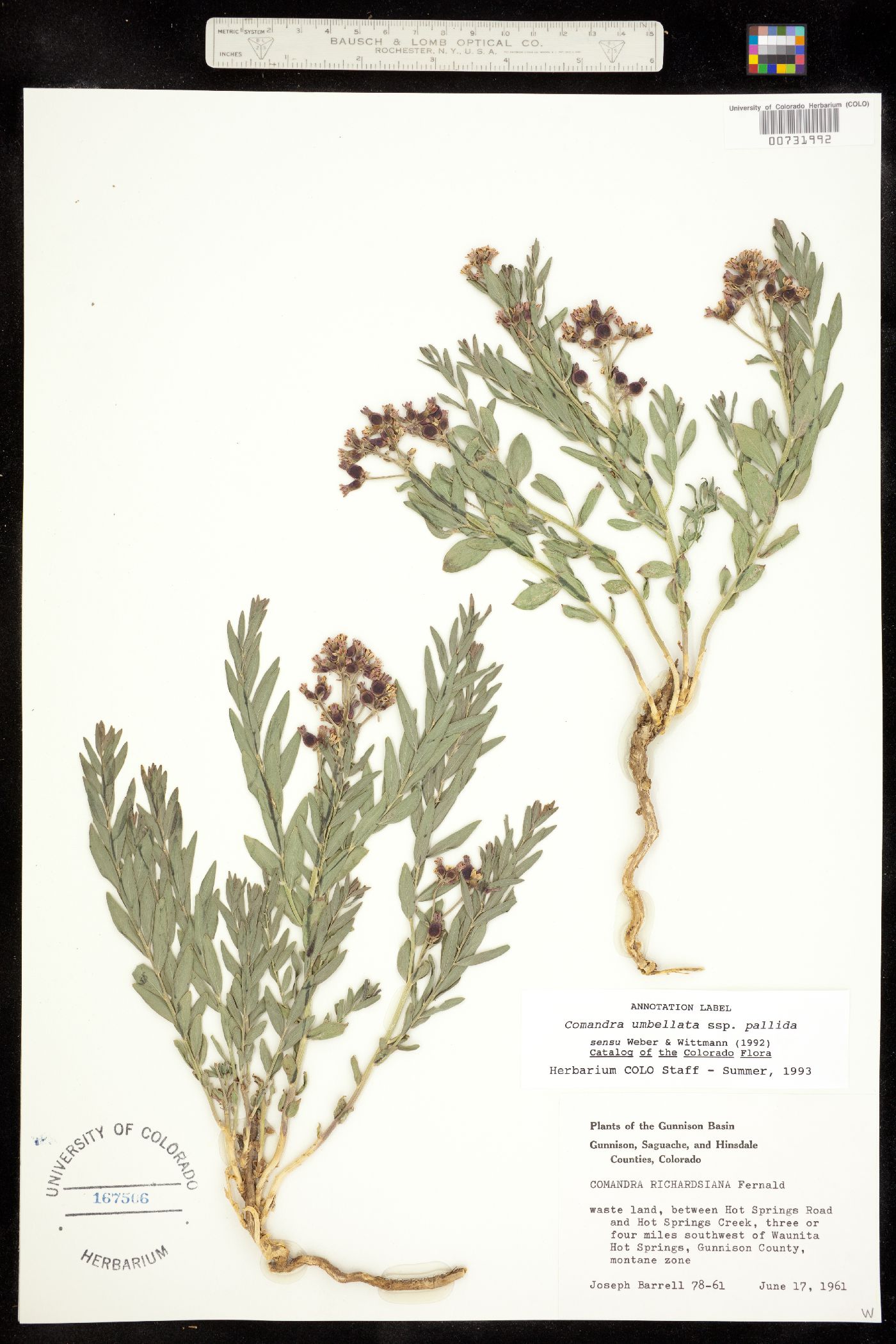 Comandra umbellata ssp. pallida image